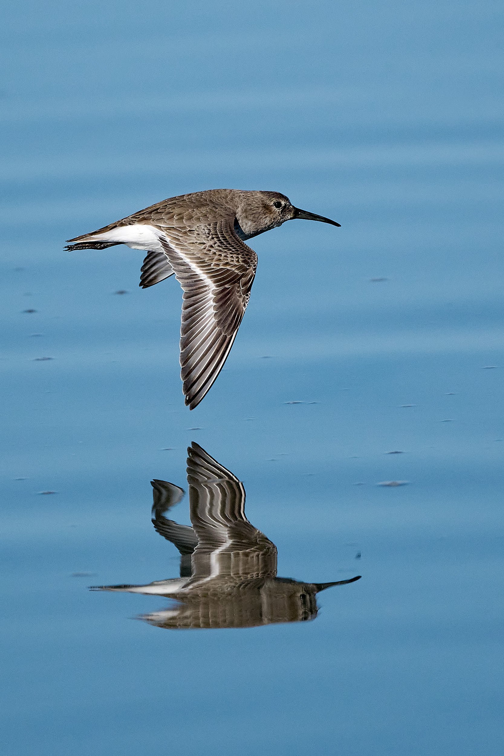 Dunlin