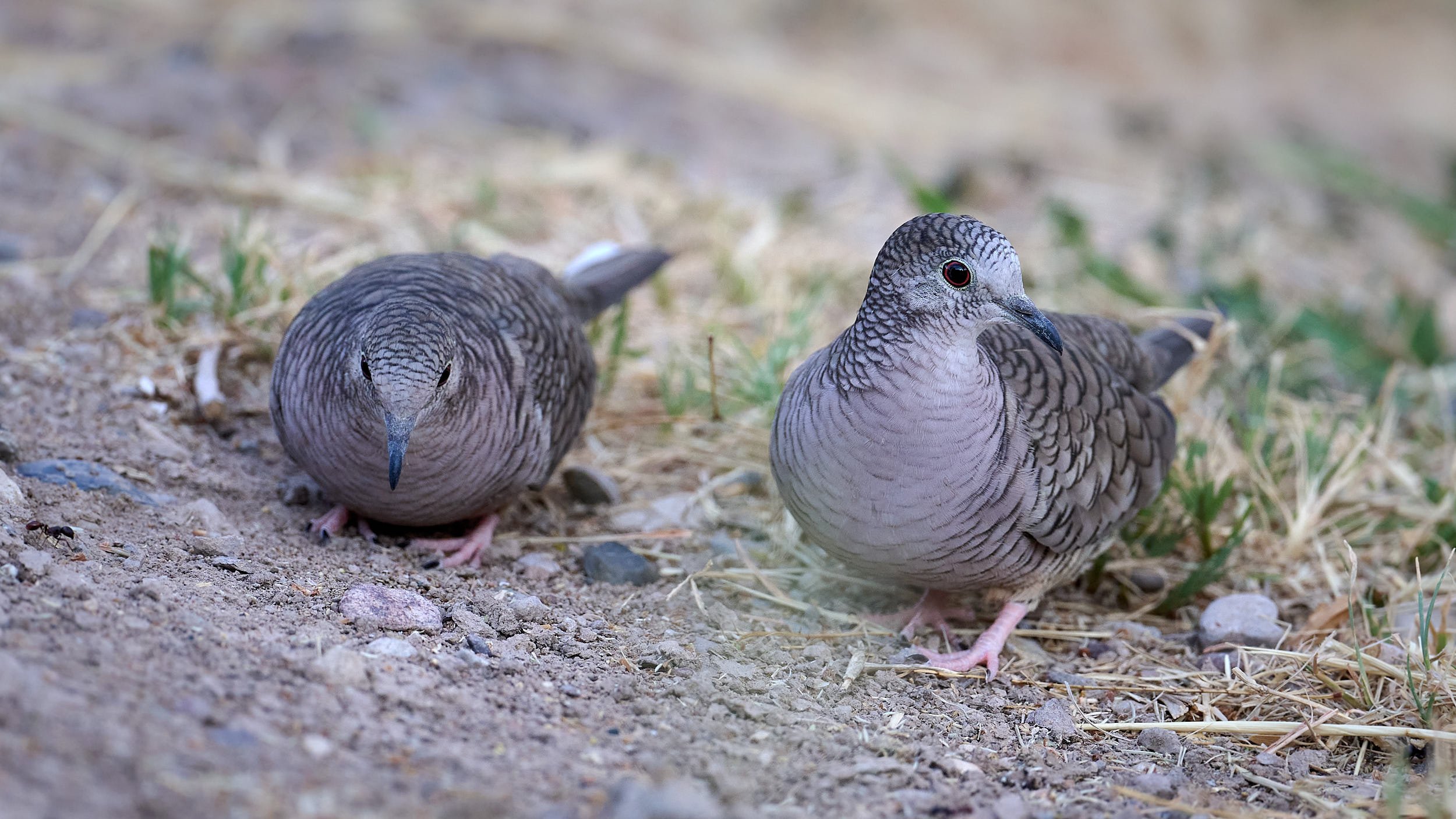 Inca Dove