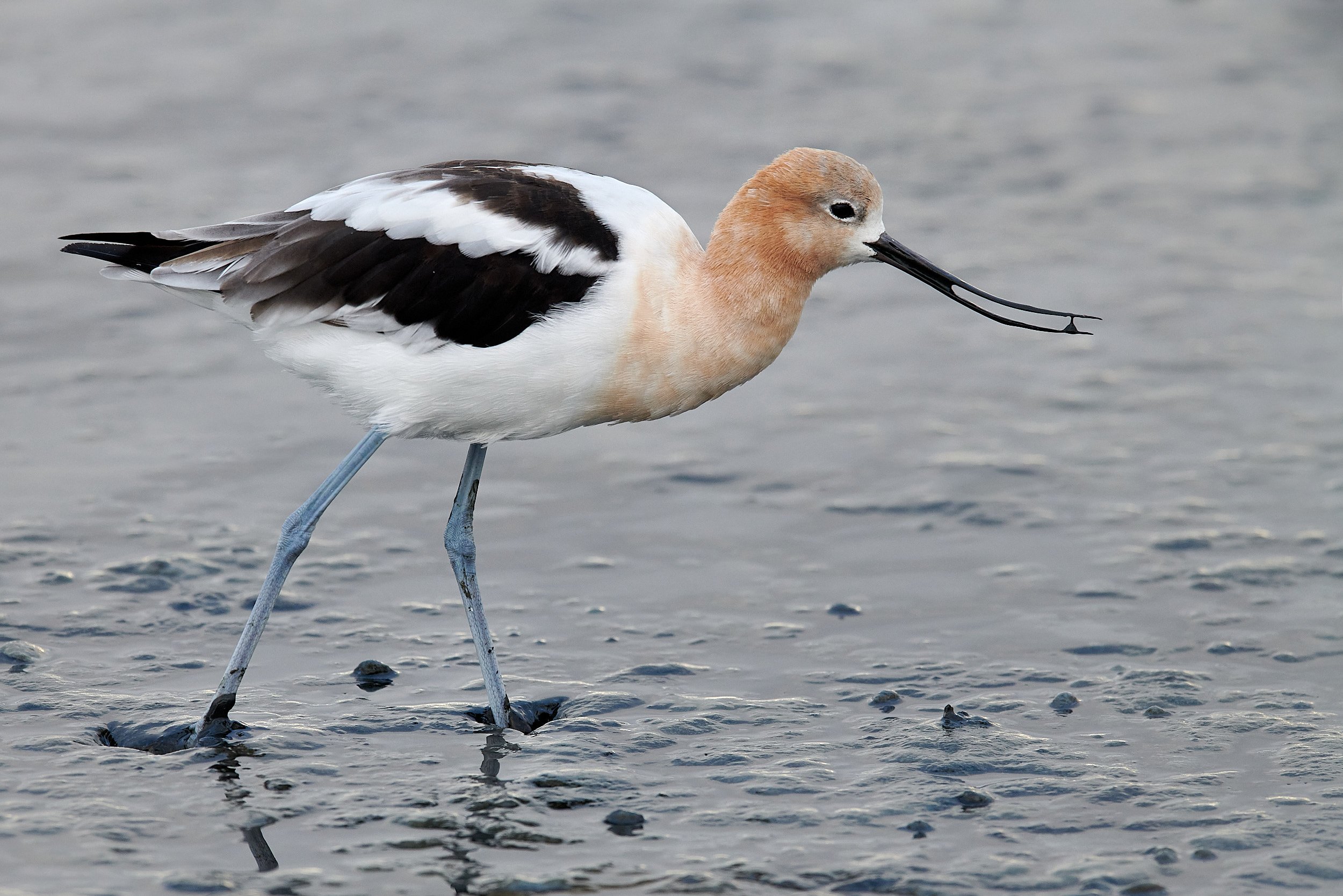 Avocet
