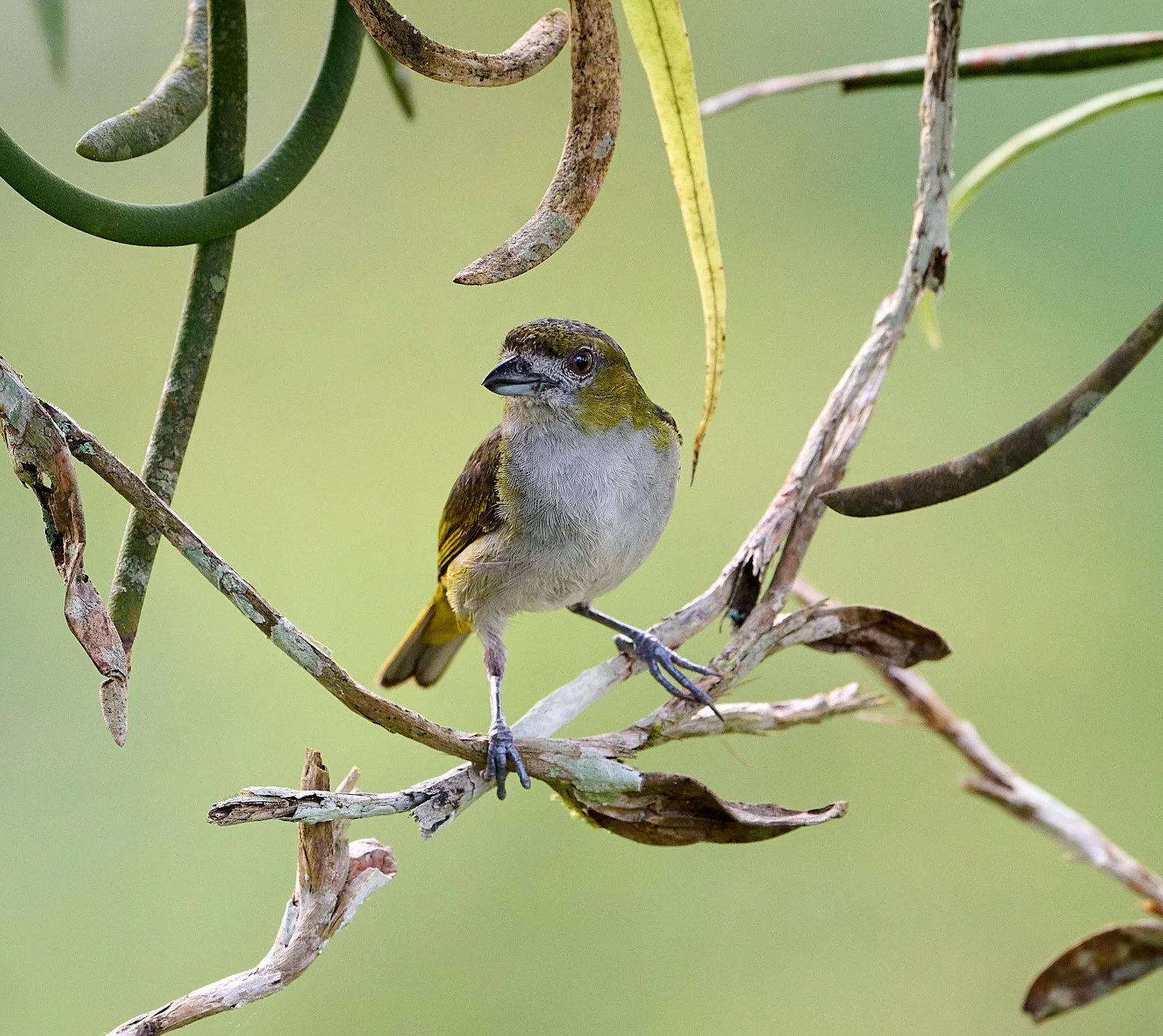 Golden-bellied Euphonia, female