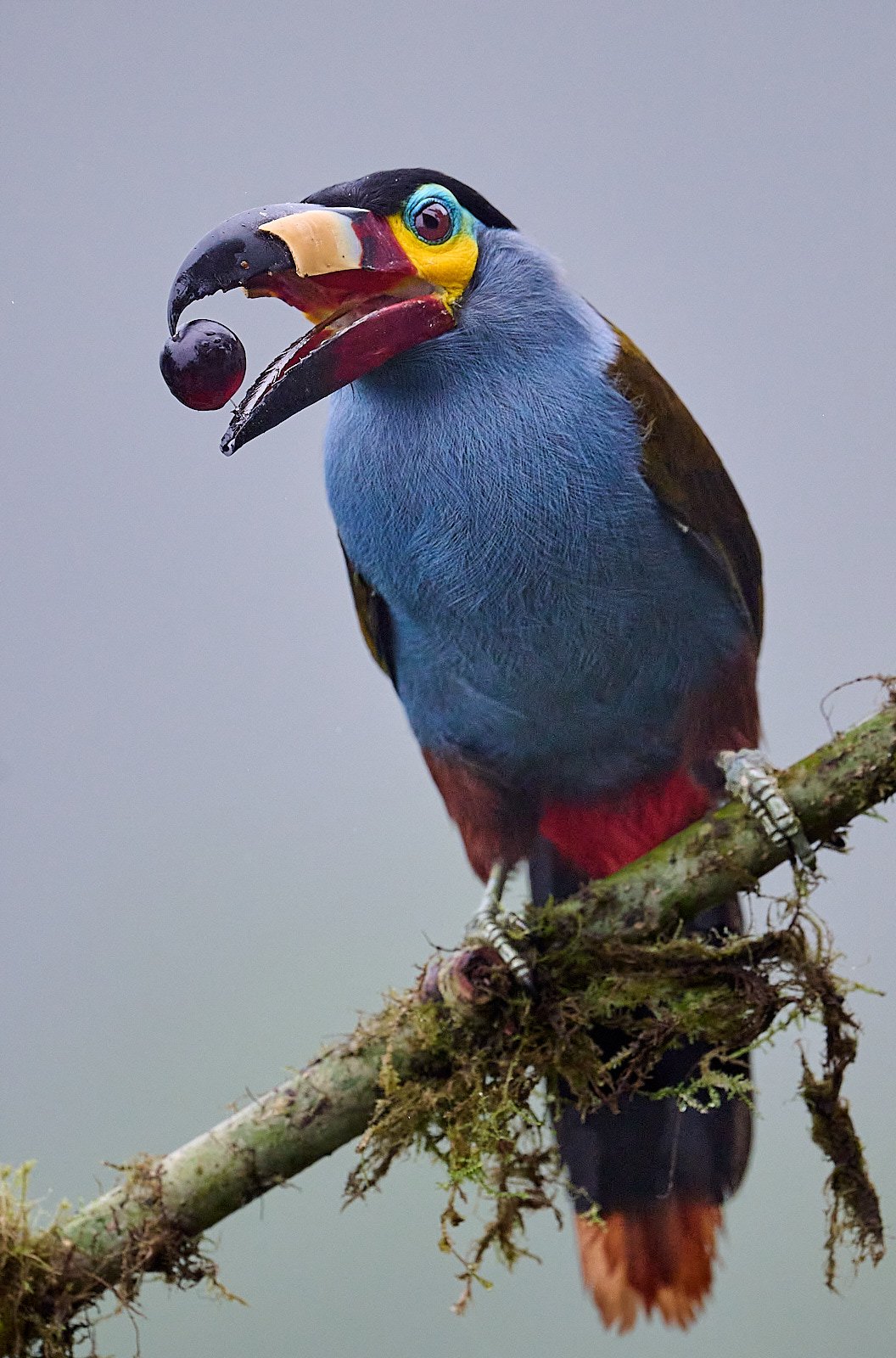 Plate-billed Mountain Toucan