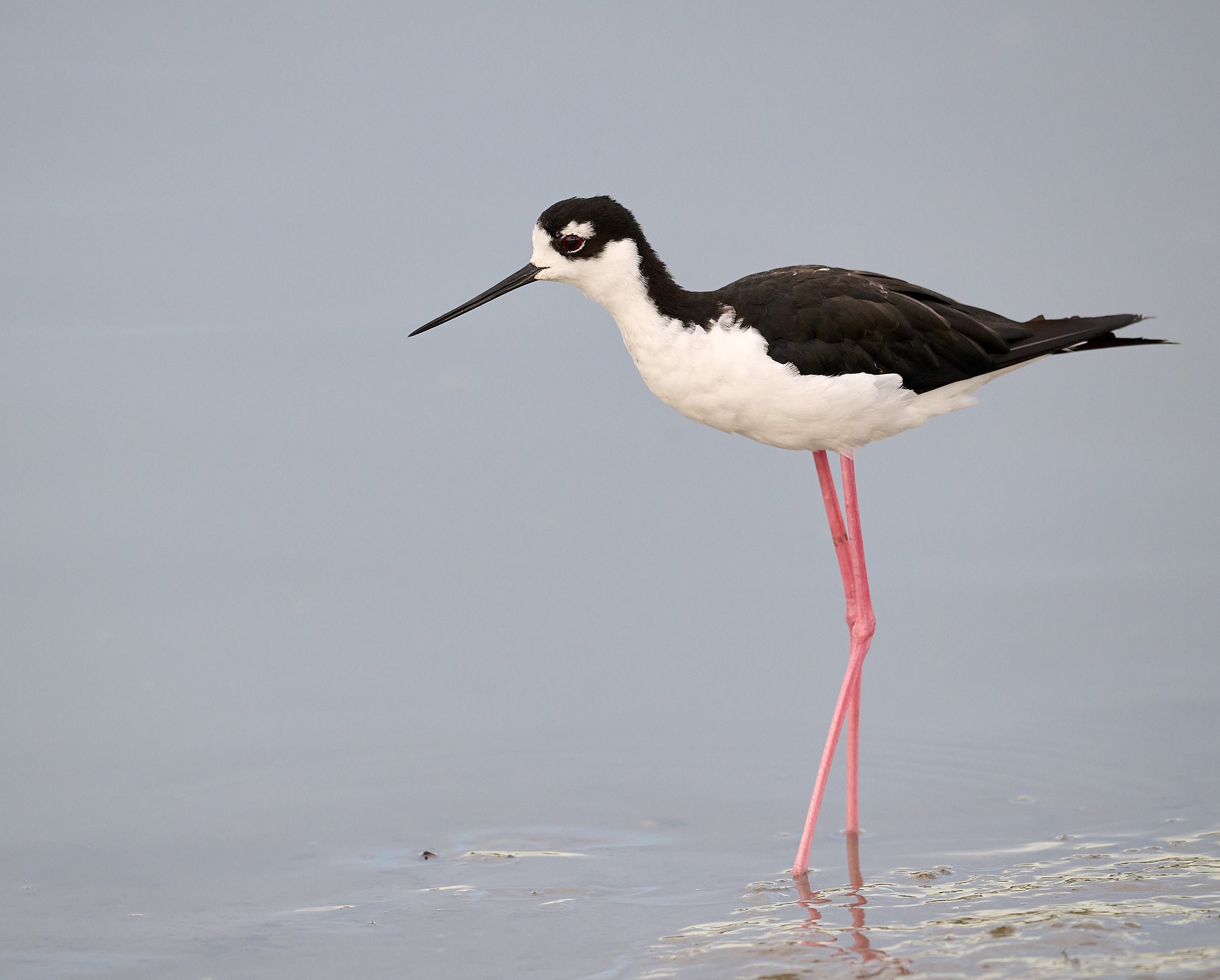 Black-necked Stilt