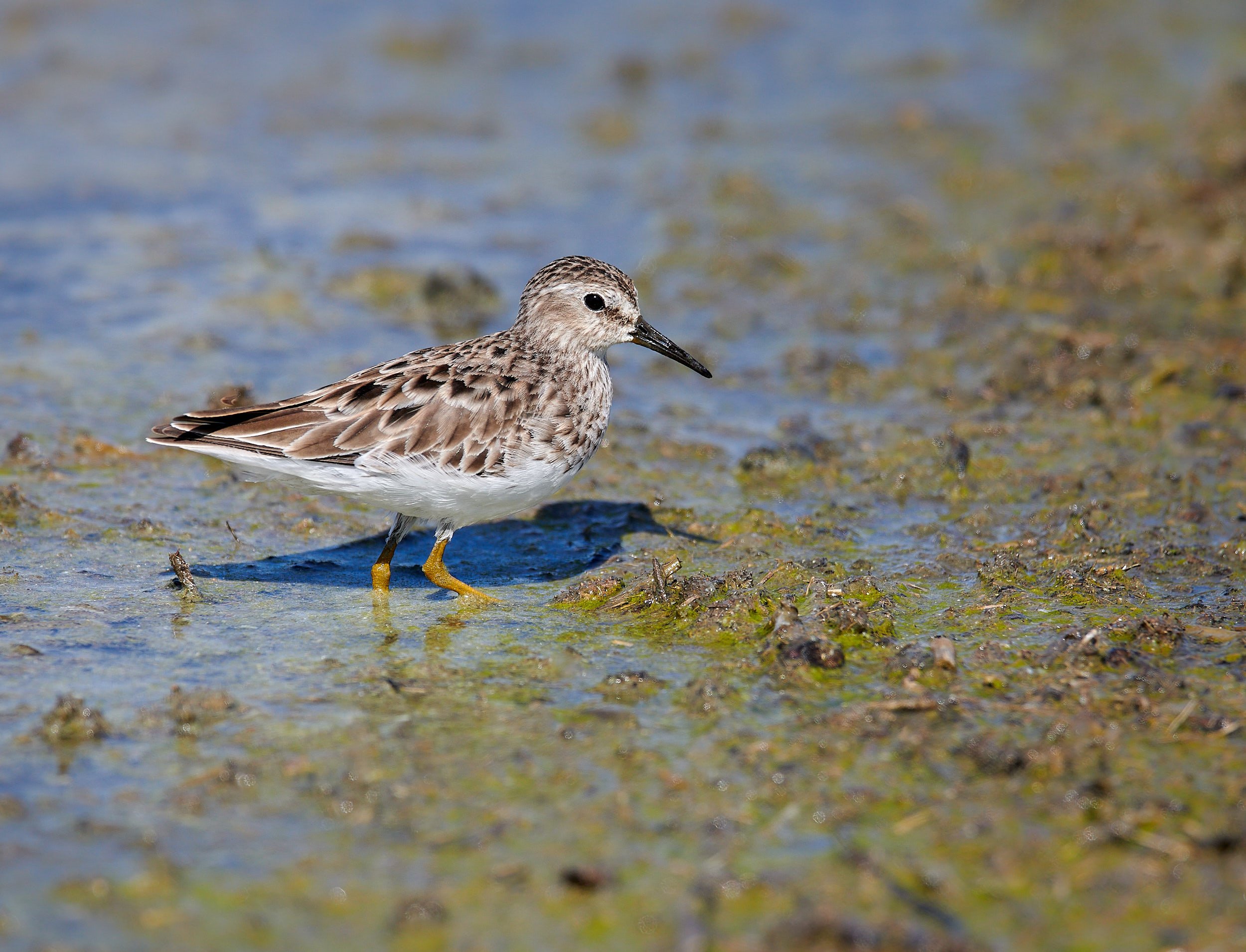 Least Sandpiper