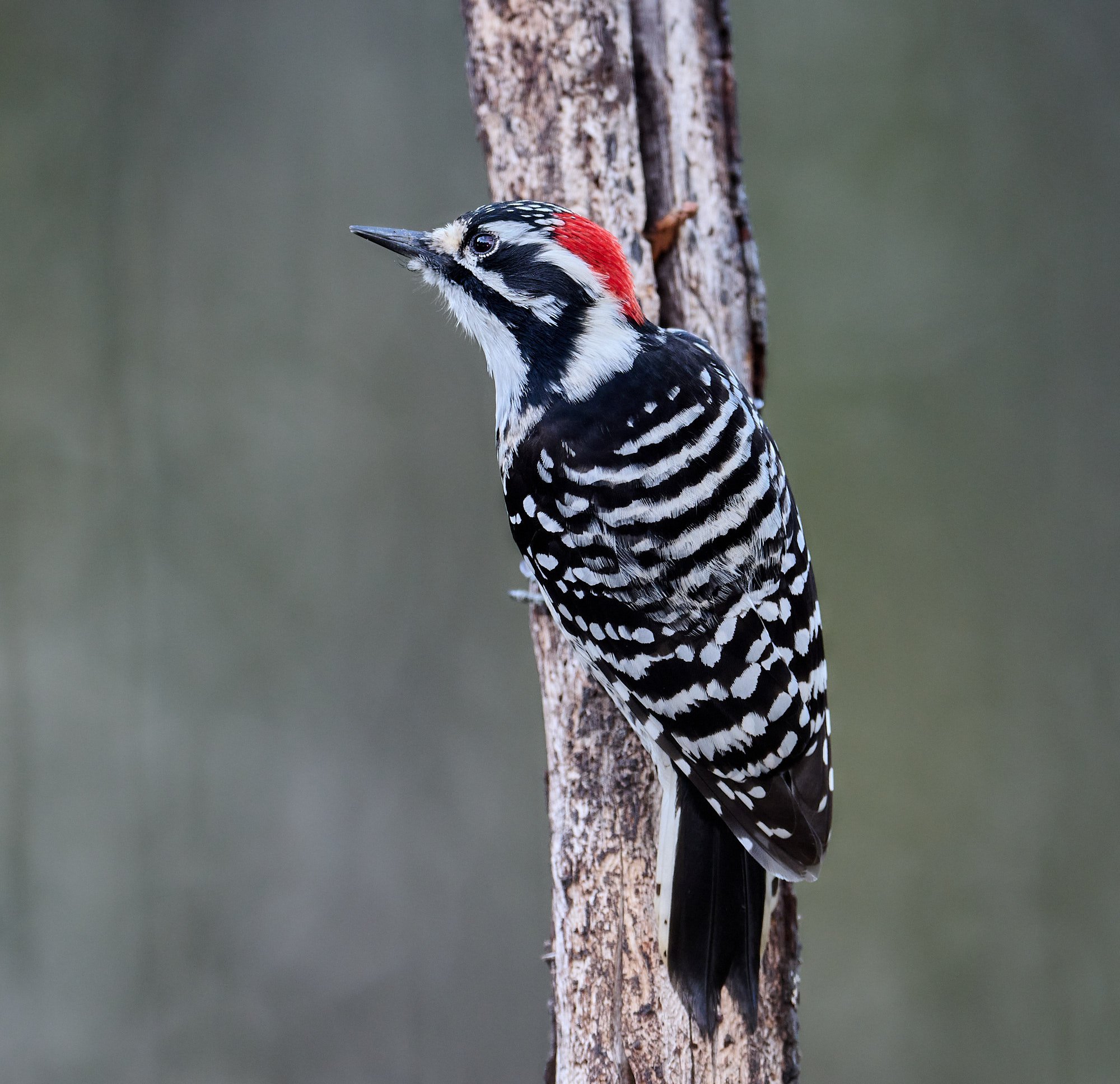 Nuttall's Woodpecker