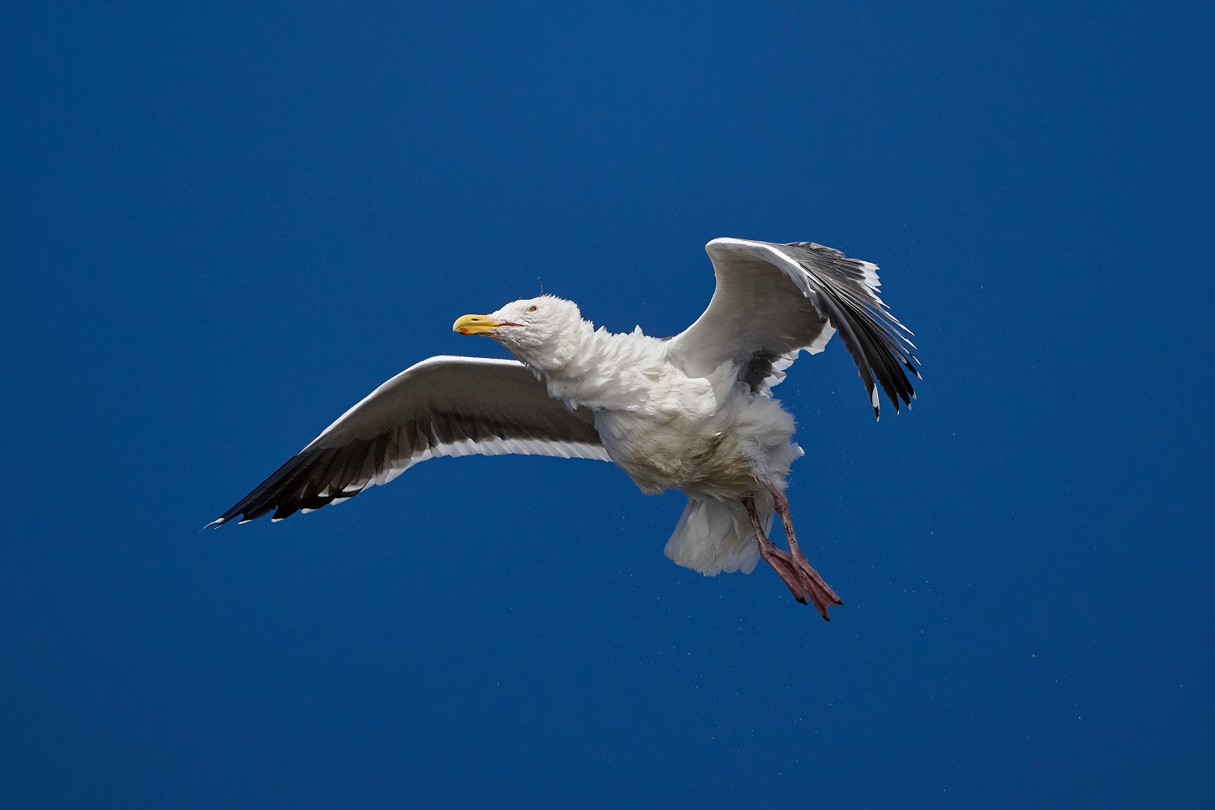 Western Gull