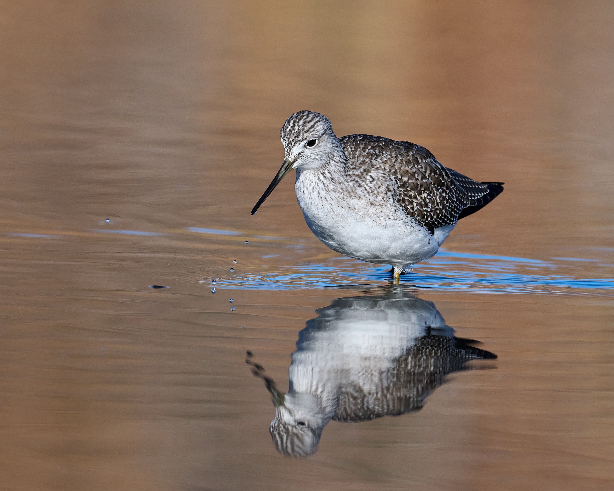 Greater Yellowlegs