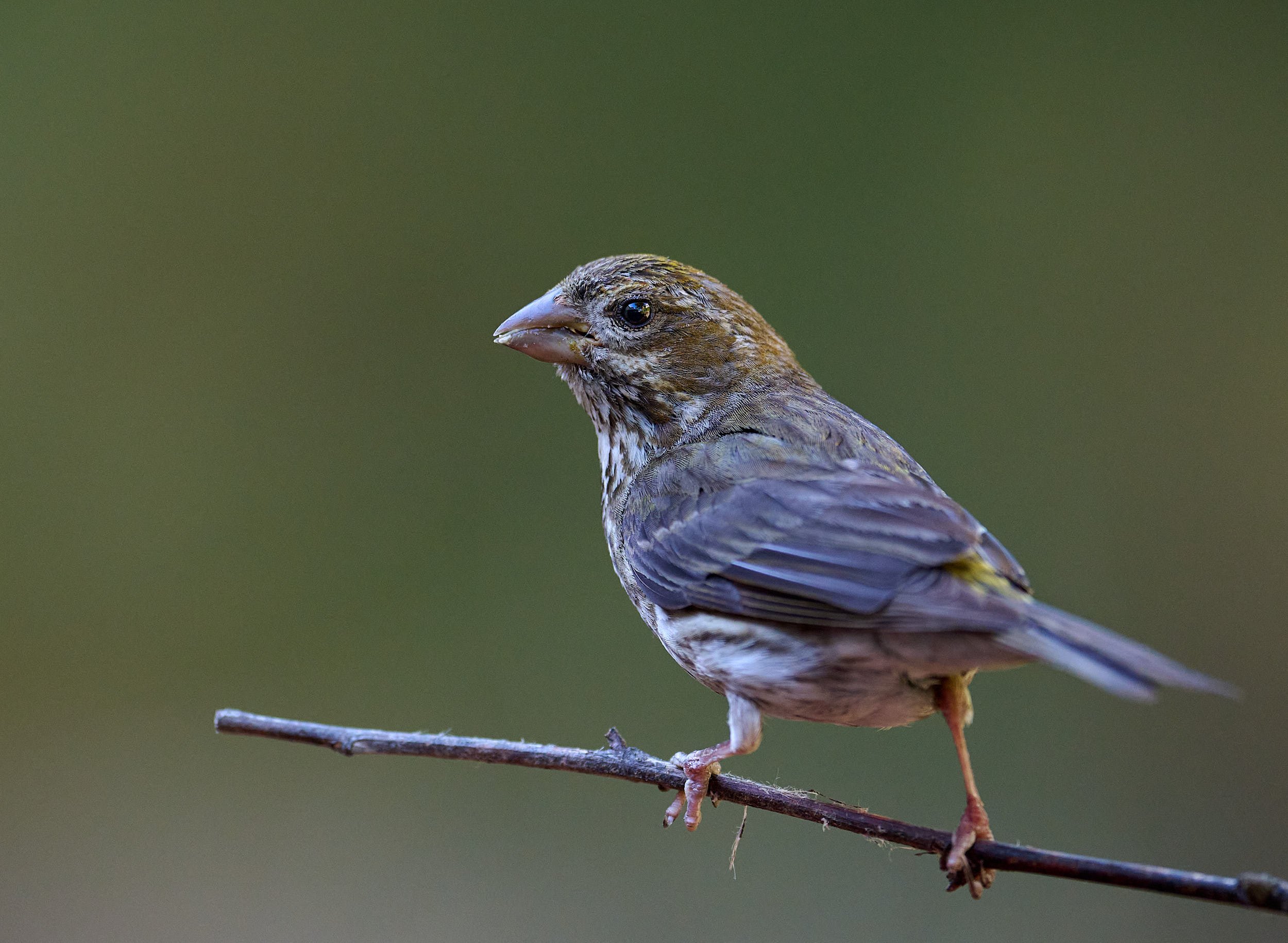 Purple Finch