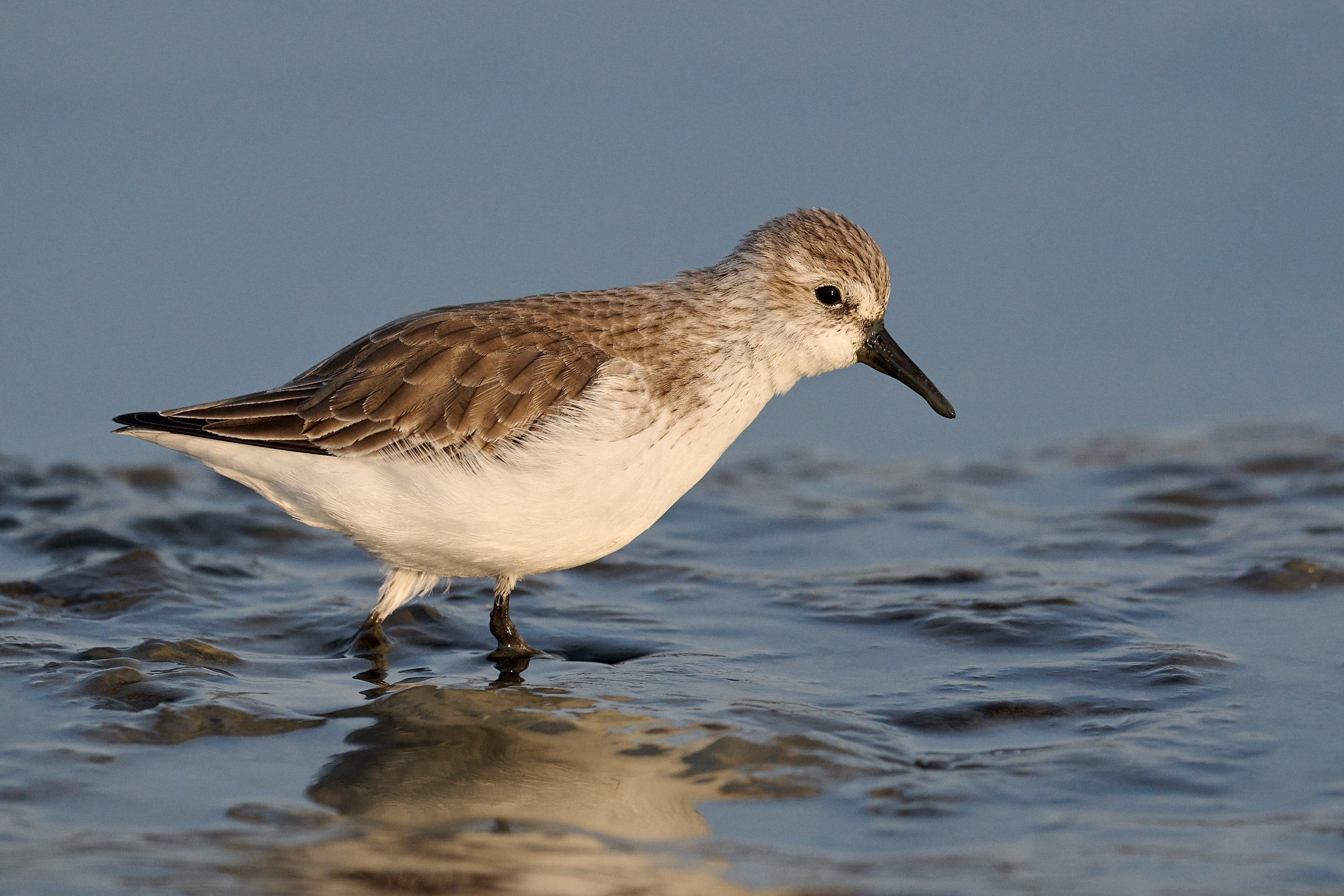 Least Sandpiper