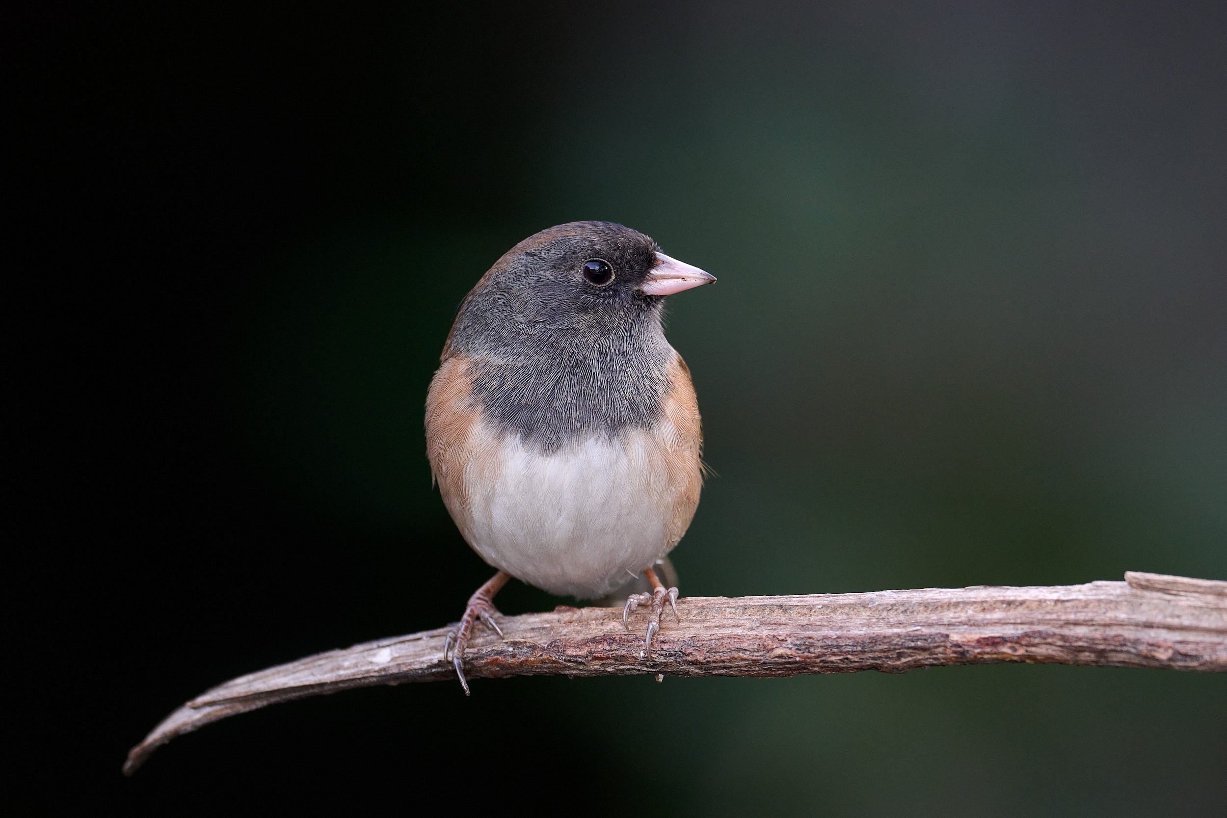 Dark-eyed Junco