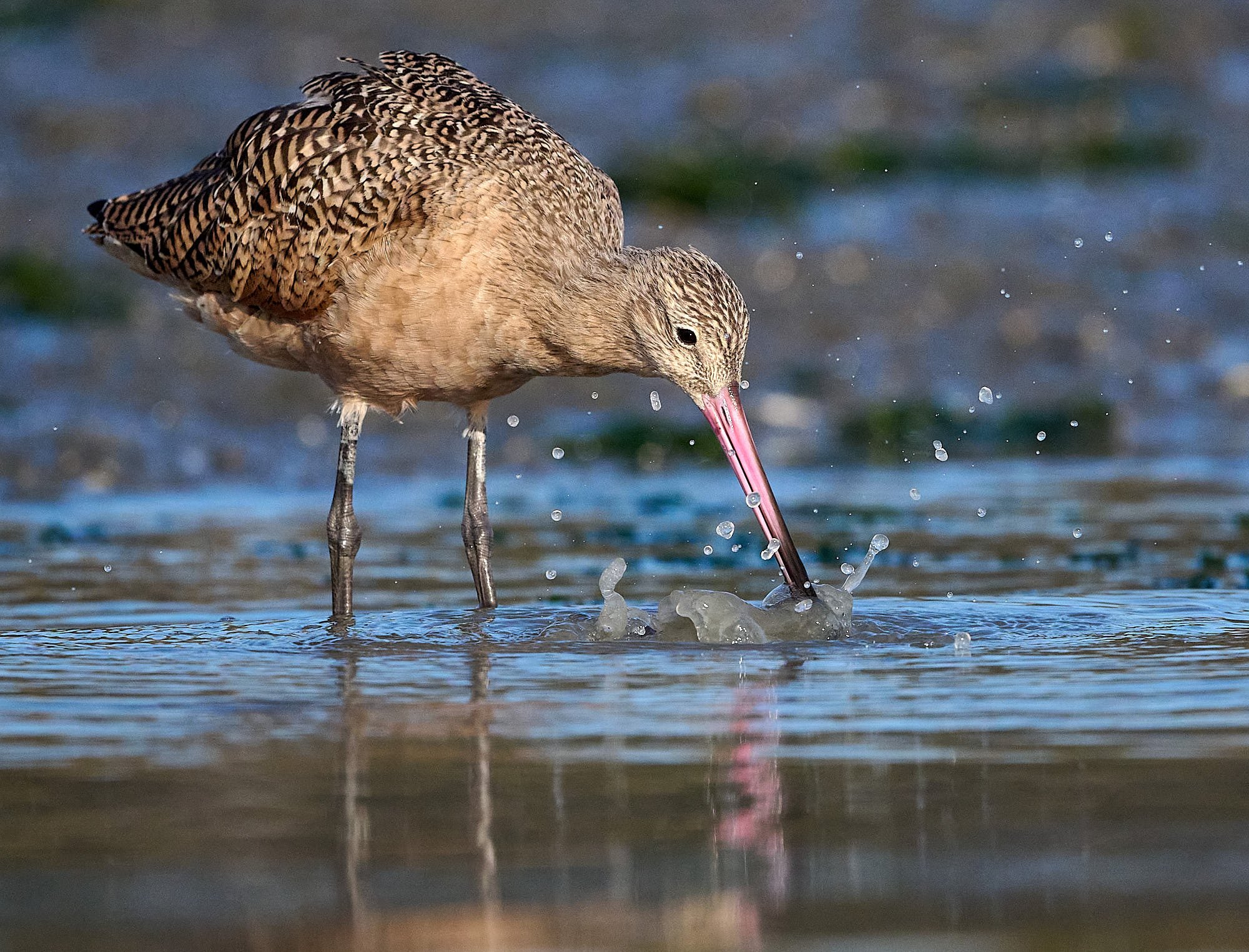 Marbled Godwit