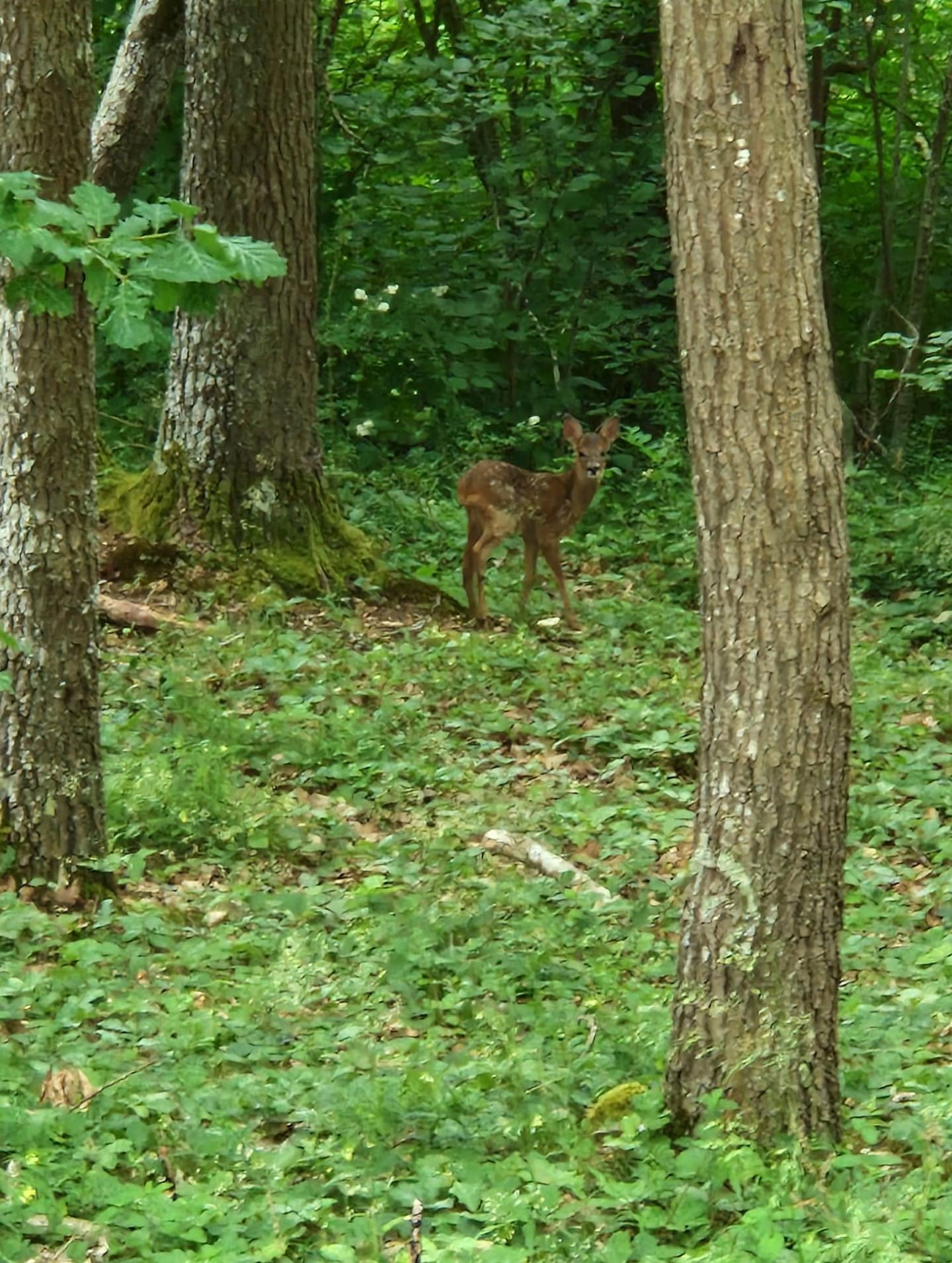 New forestmate 🥰