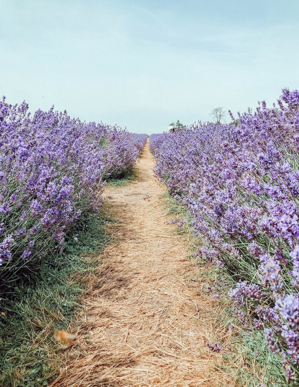 Flower Field of Dreams | Mayfield Lavender Farm, Banstead, England ♥.jpg