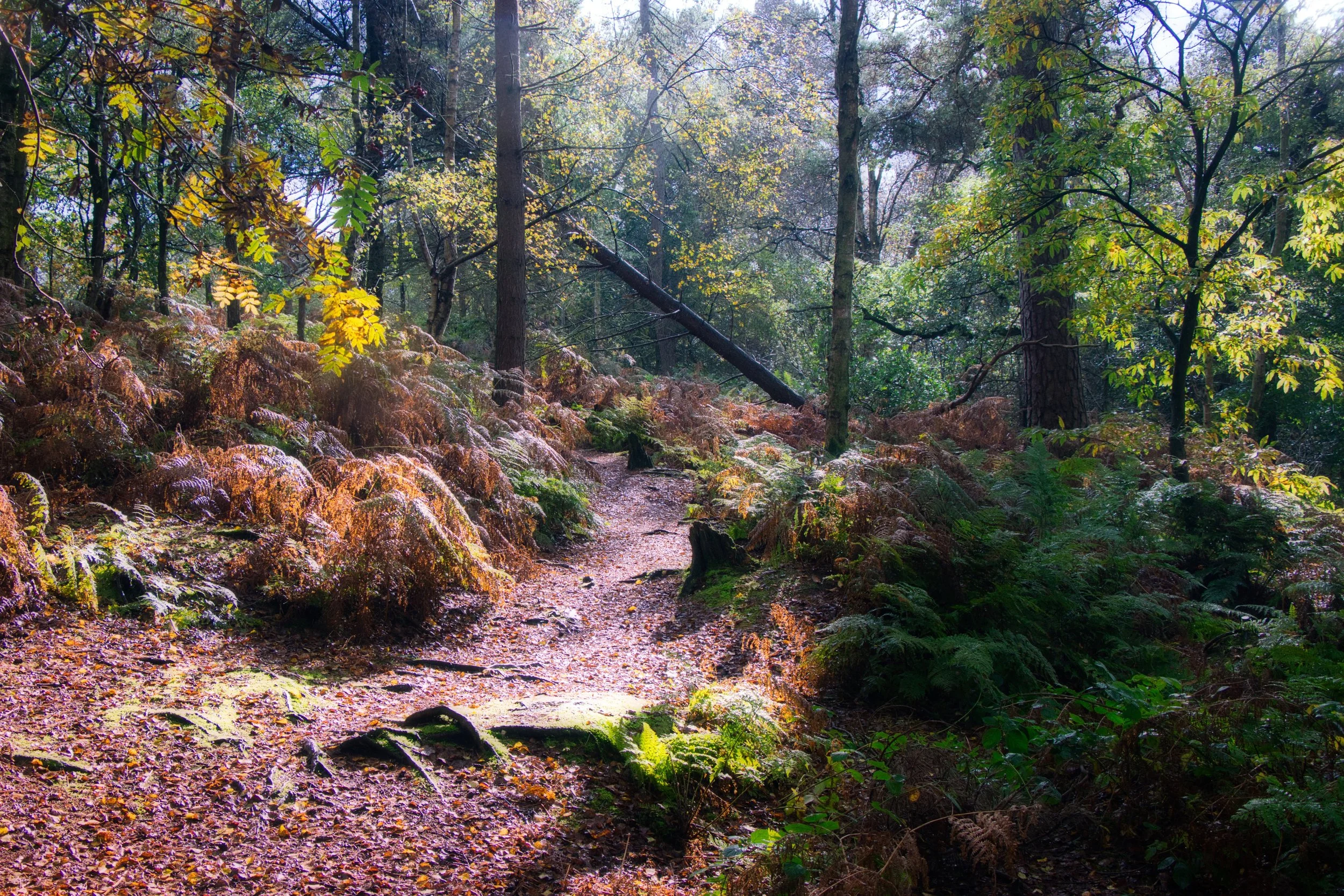 IMG_4887 Luminar95.jpeg