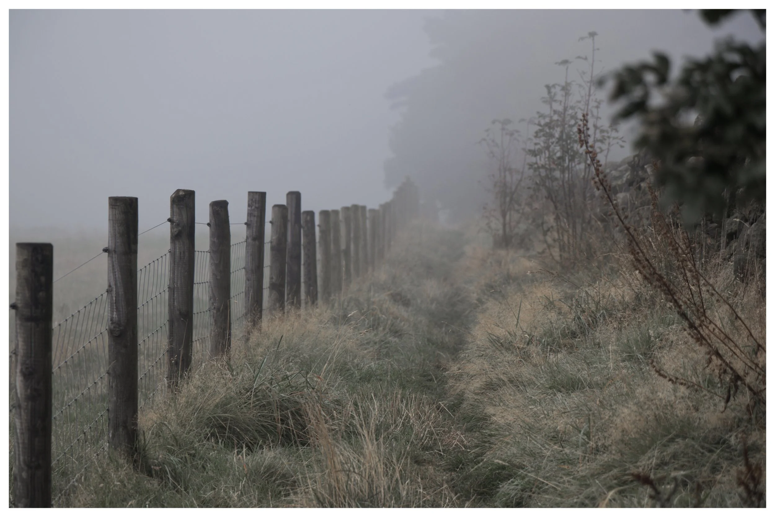 IMG_0971 Foggy Path.jpeg