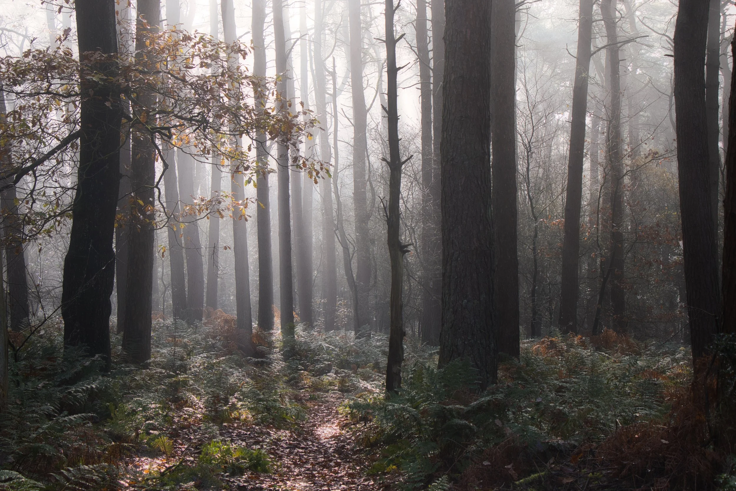 IMG_5030 Luminar.jpeg