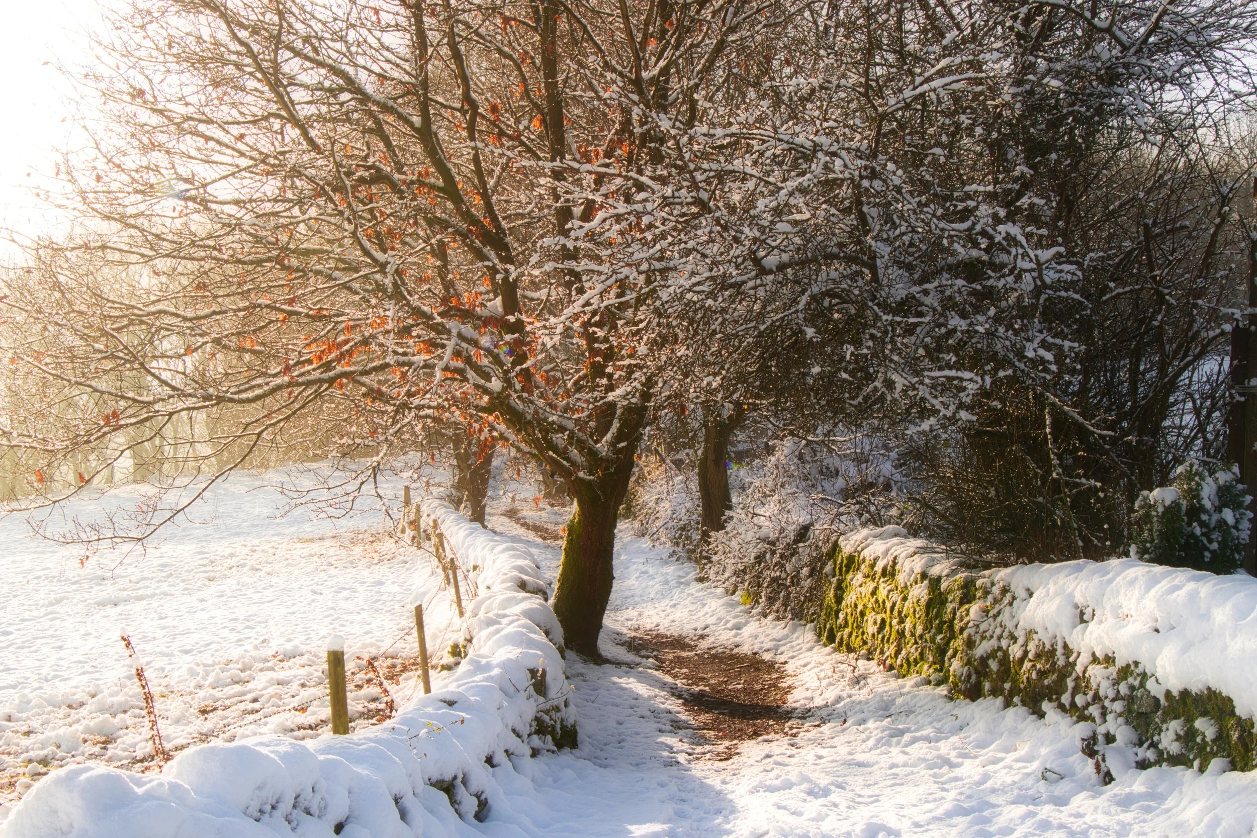 IMG_3652 luminar.jpeg