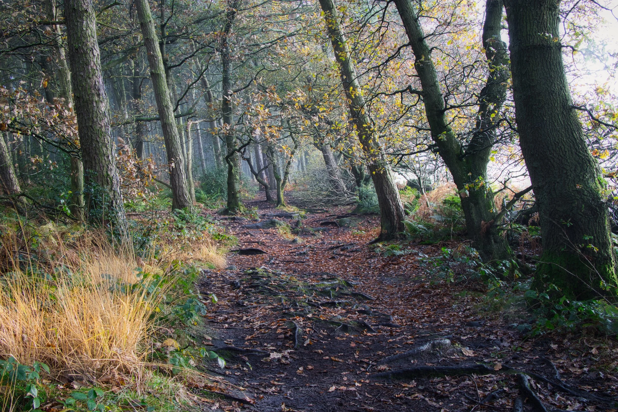 IMG_5015 Luminar.jpeg