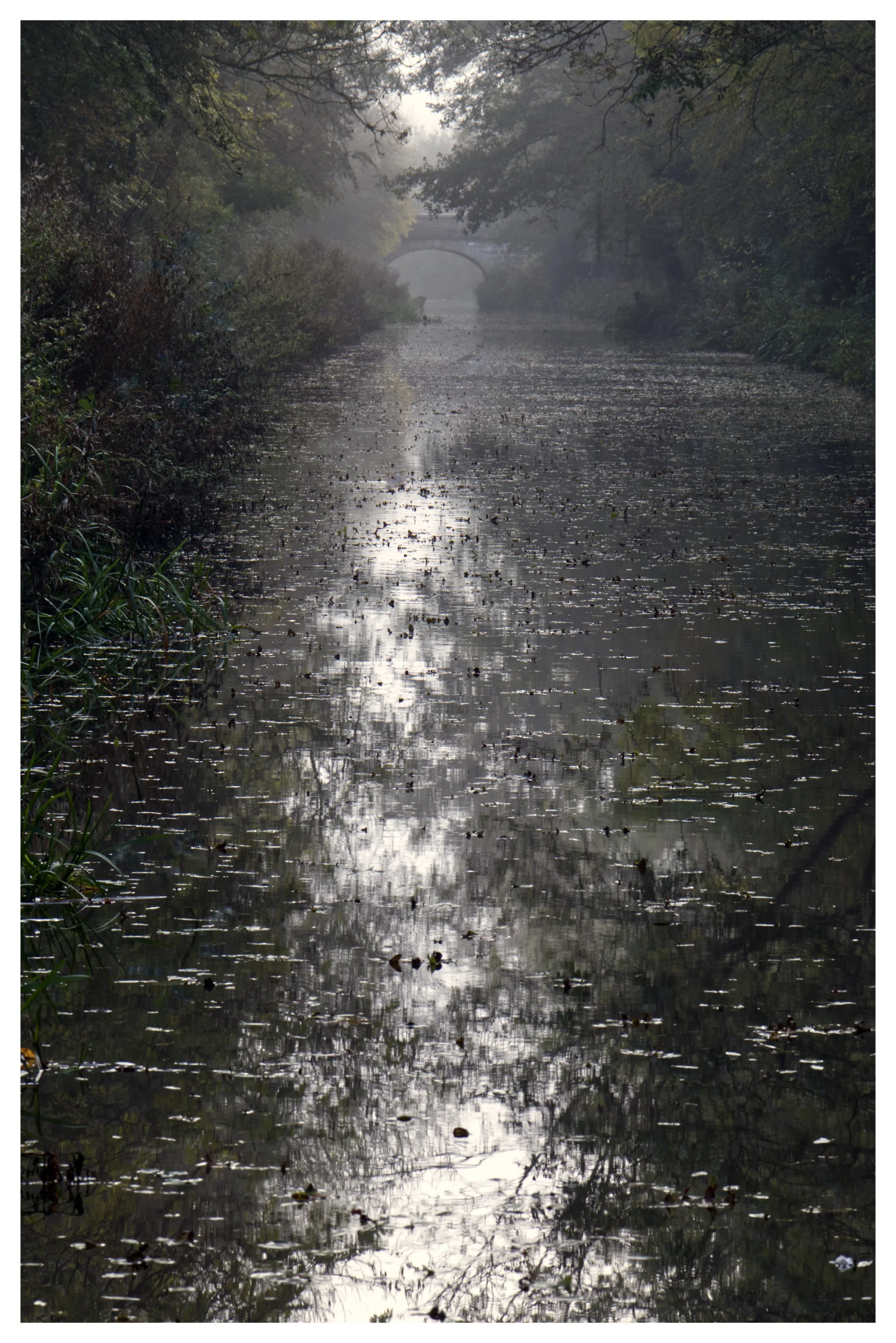 IMG_1210 Canal leaves.jpeg