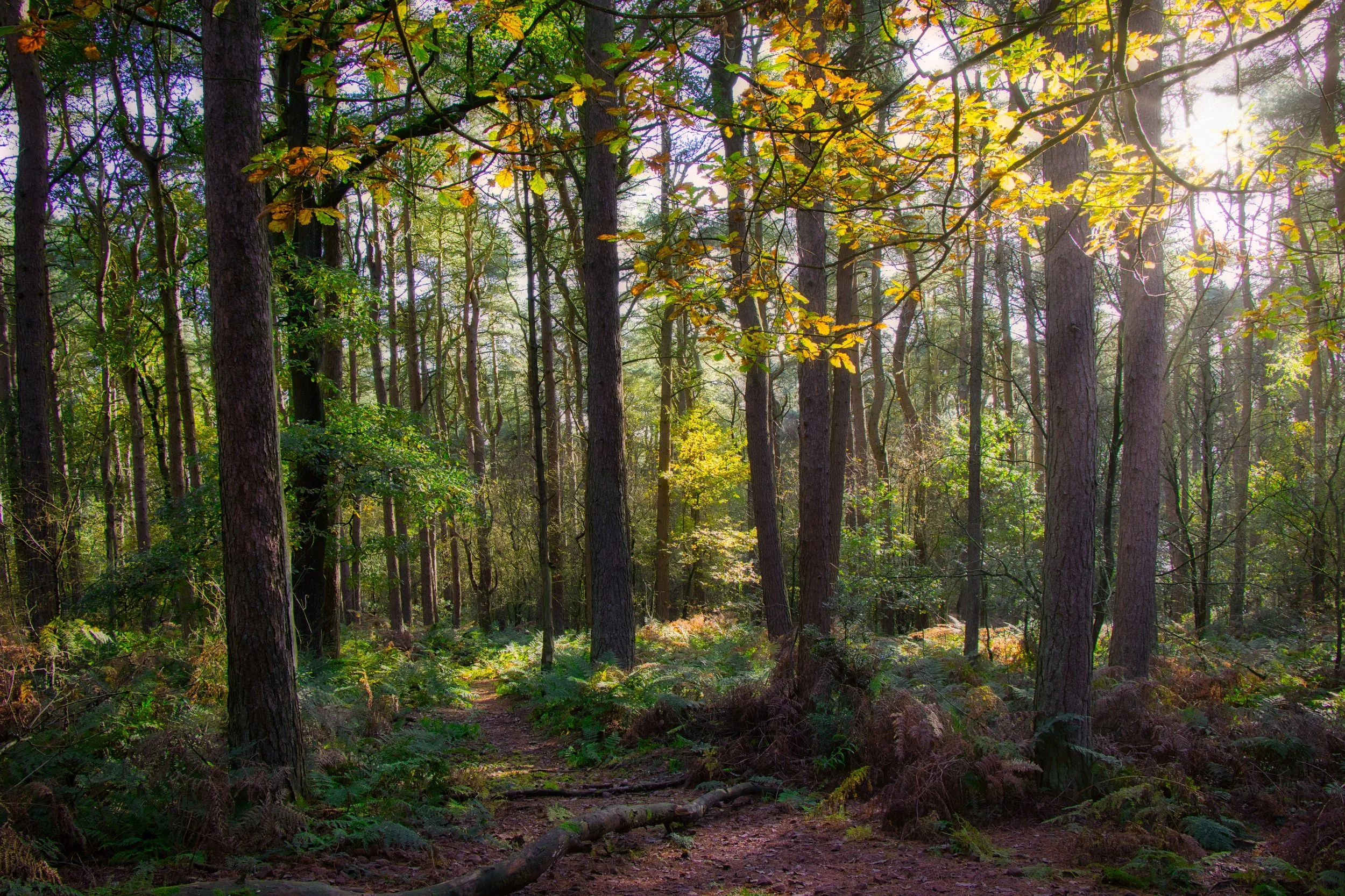 IMG_4897 Luminar 95.jpeg