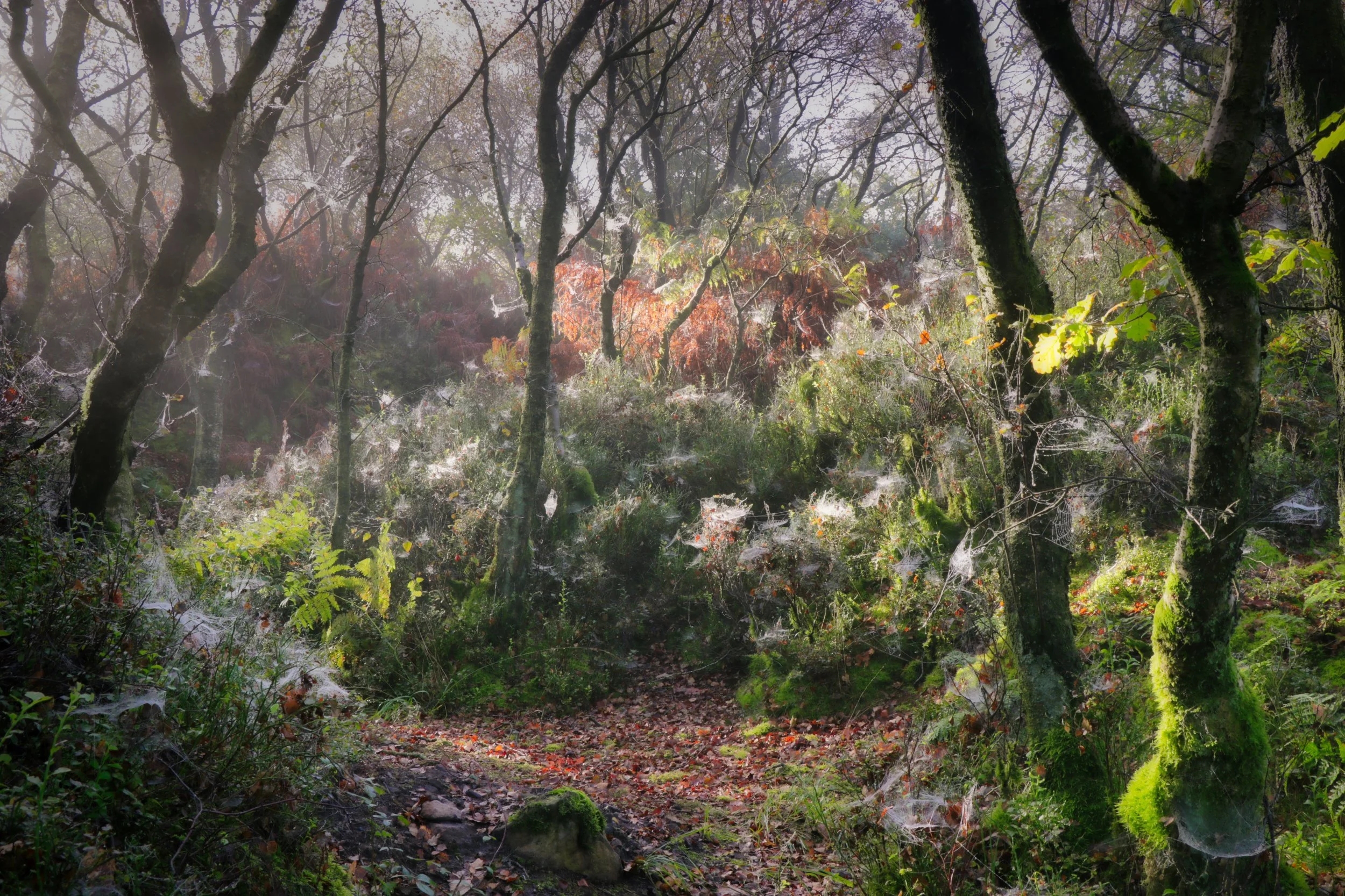 IMG_3230 Lumiar 100.jpeg