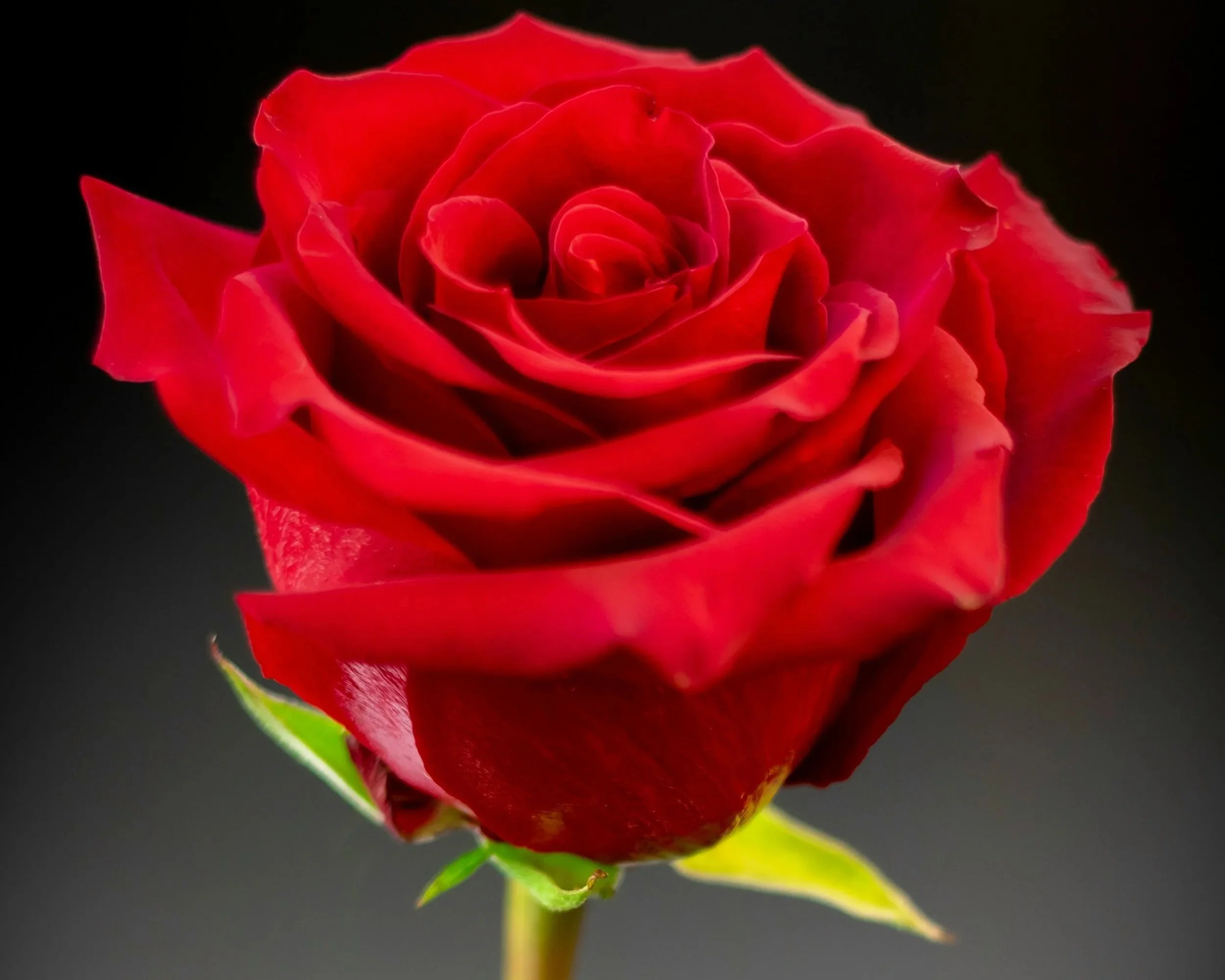 May 10: Mother’s Day Red Rose Give-Away
