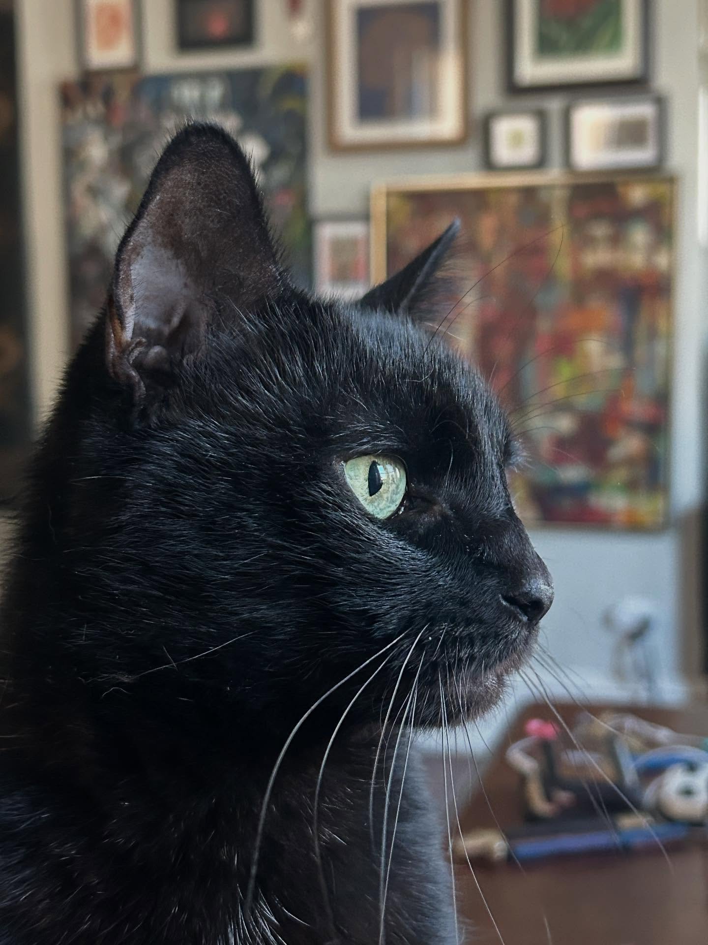 Happy National Cat Day from my girls to all you cool cats out there! 

#nationalcatday