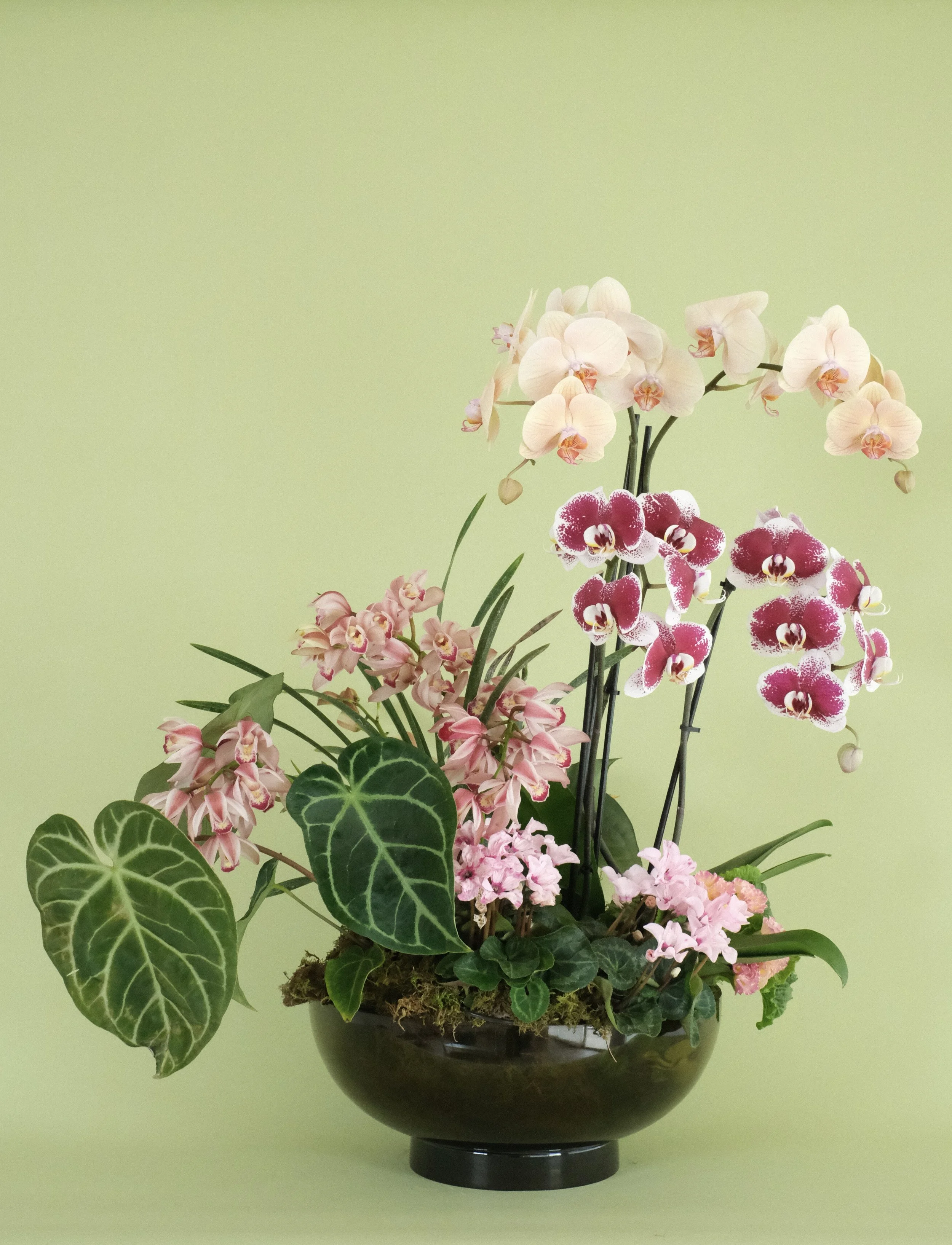Orchid Arrangement