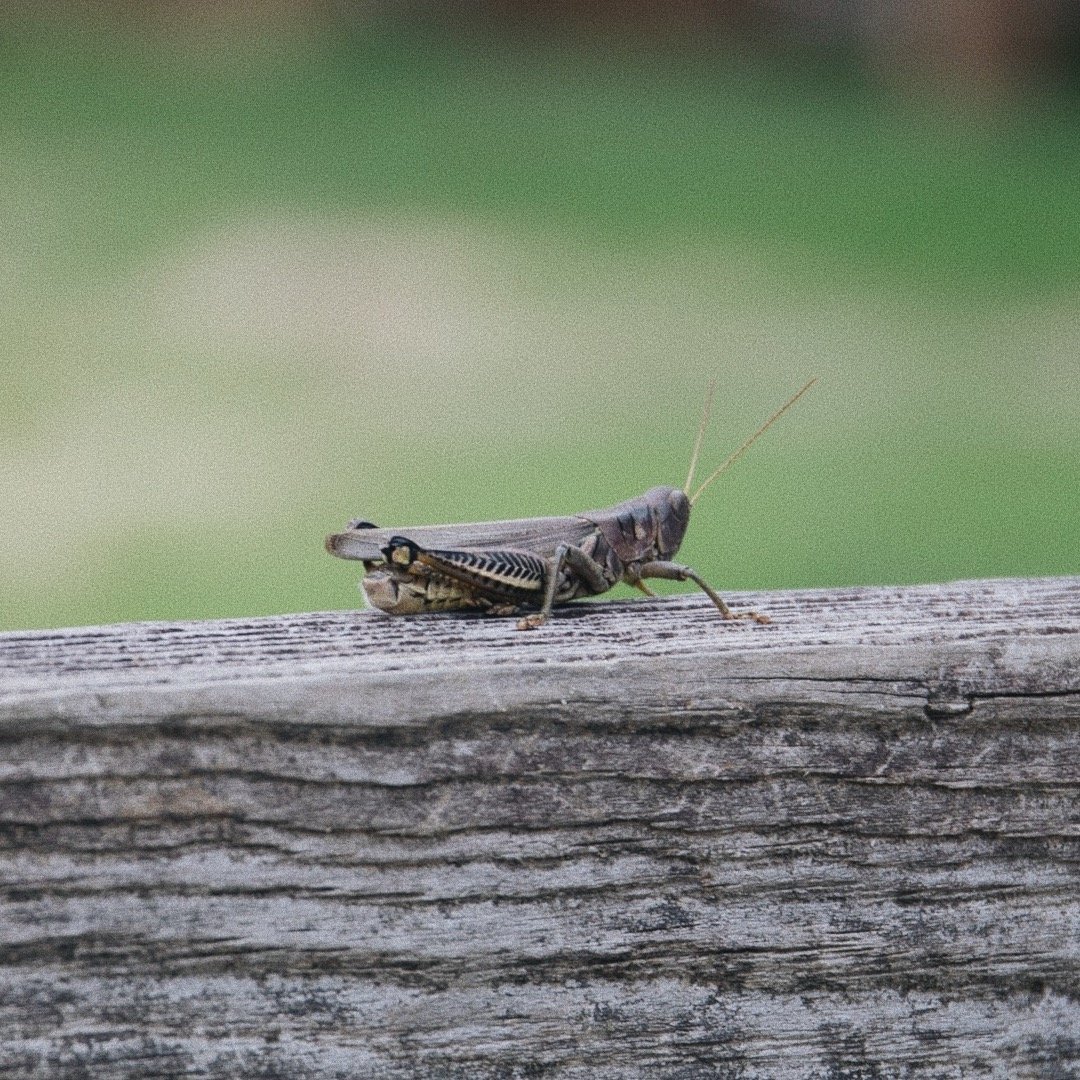 Cricket