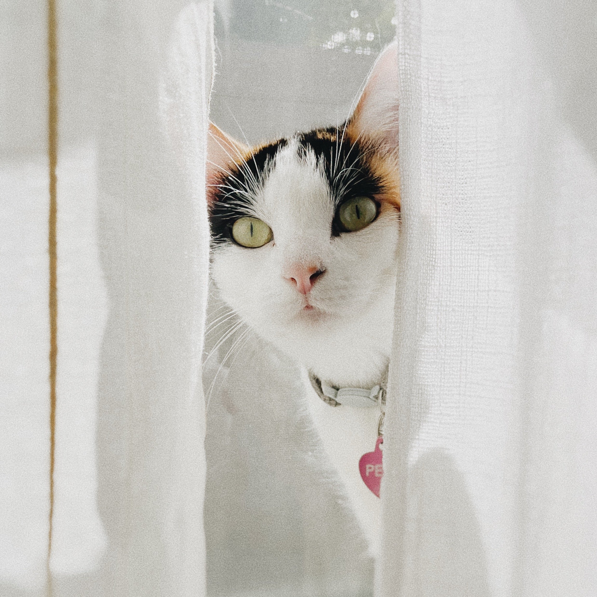 Peach the Cat