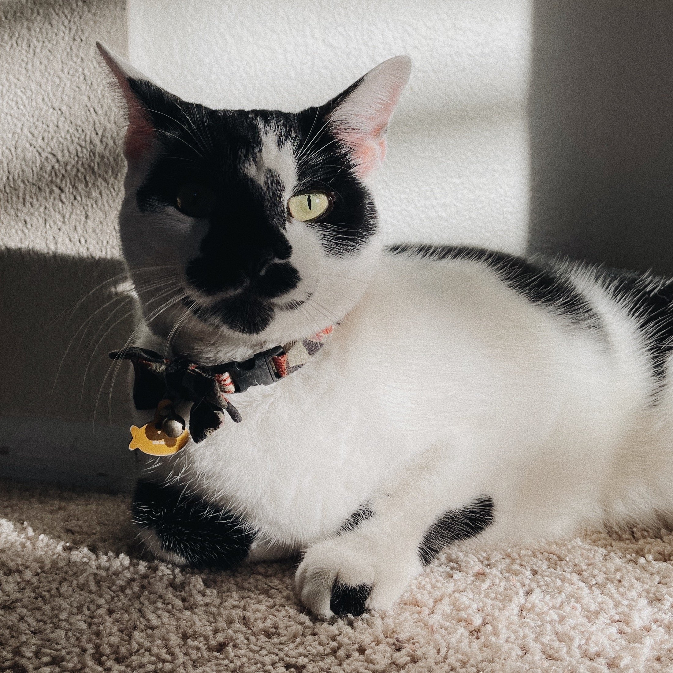 Tommy the Cat
