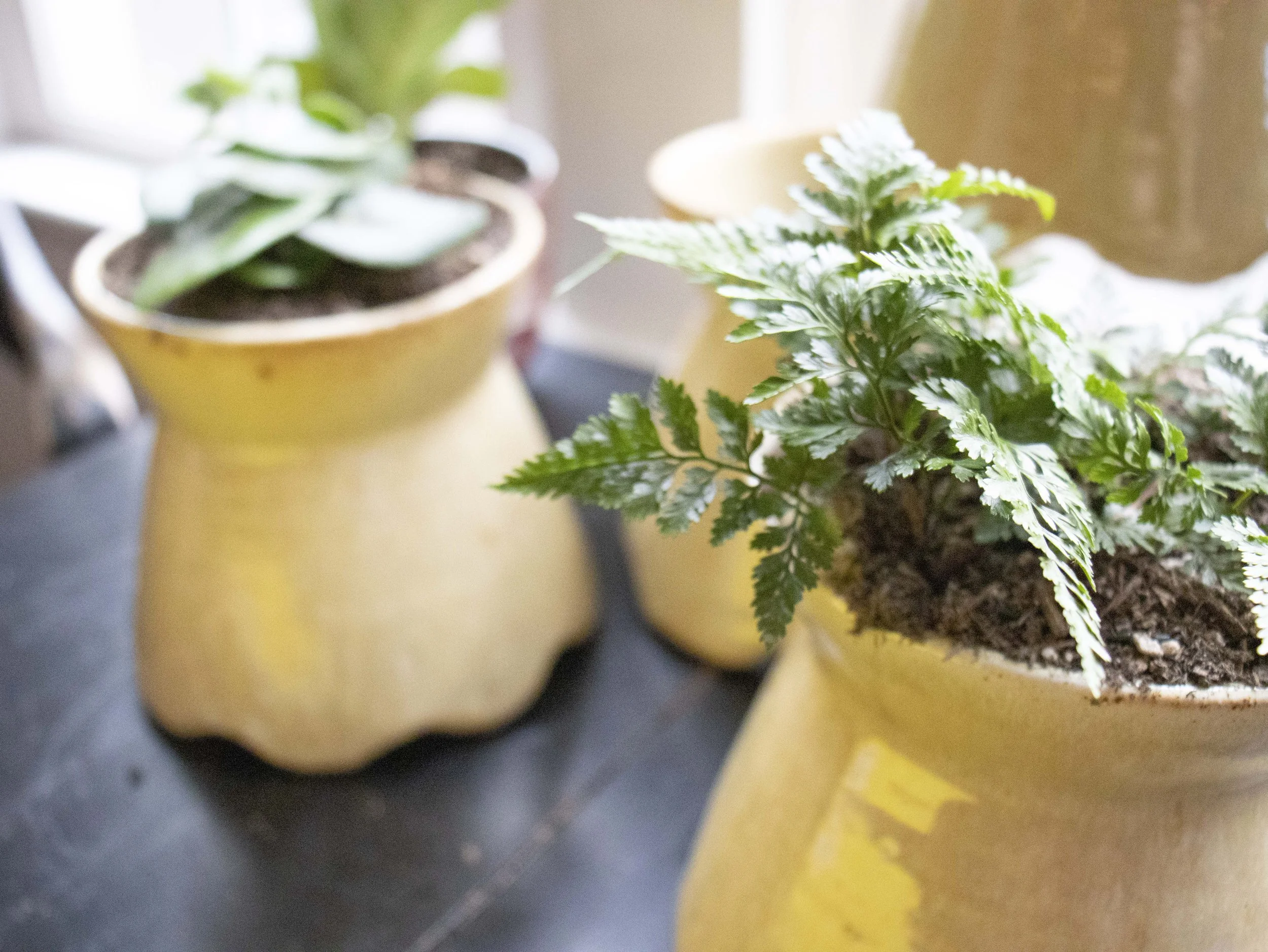 484_DeWittTenaya_01 copy.jpg