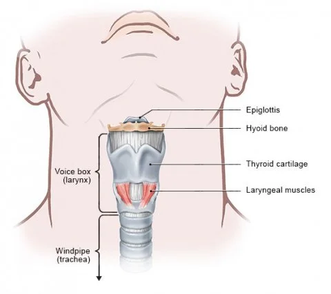 Larynx1.jpg