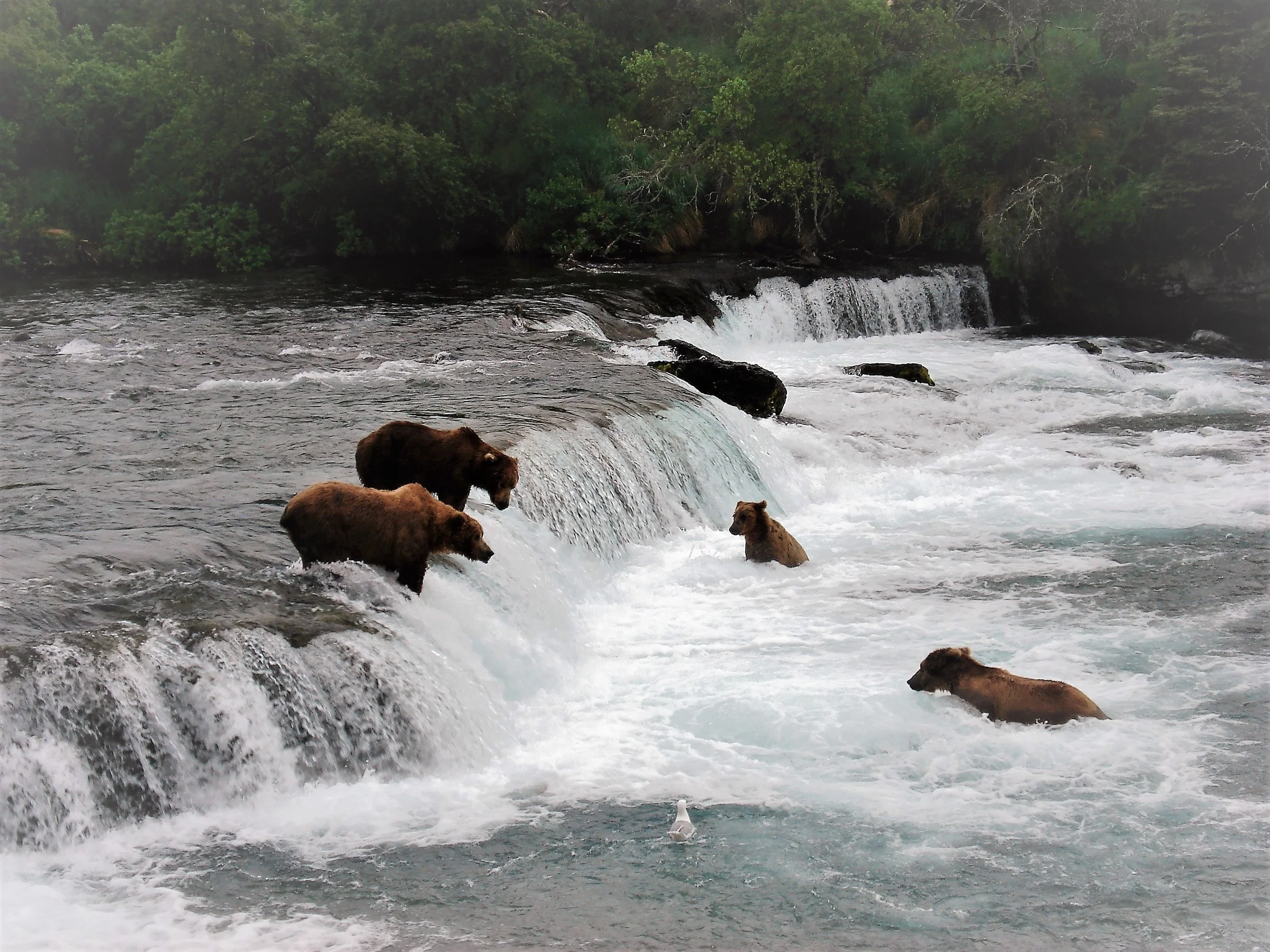 KATMAI BEAR CAMP visual data 6