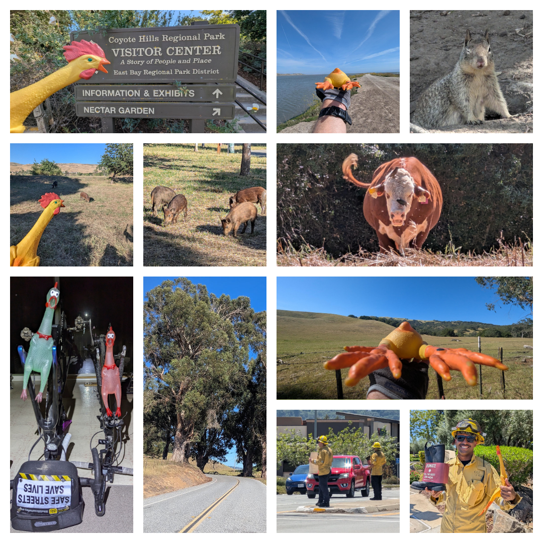 Collage of Hans Chicken Man Bernhardt's photos from BABC 2026
