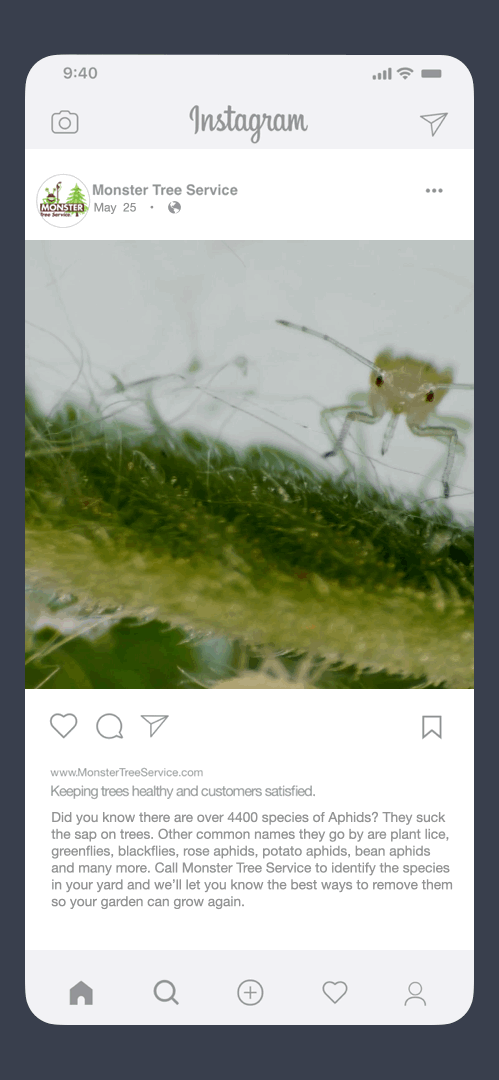MTS_Aphid_dk gray.gif
