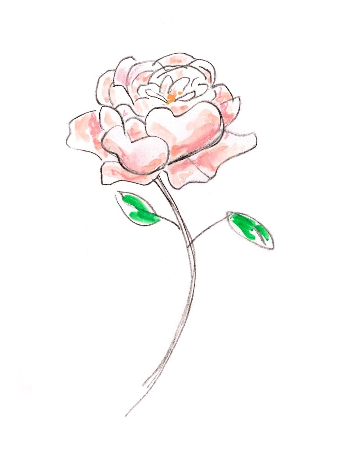 pink rose illustration in mixed media by Seb Black