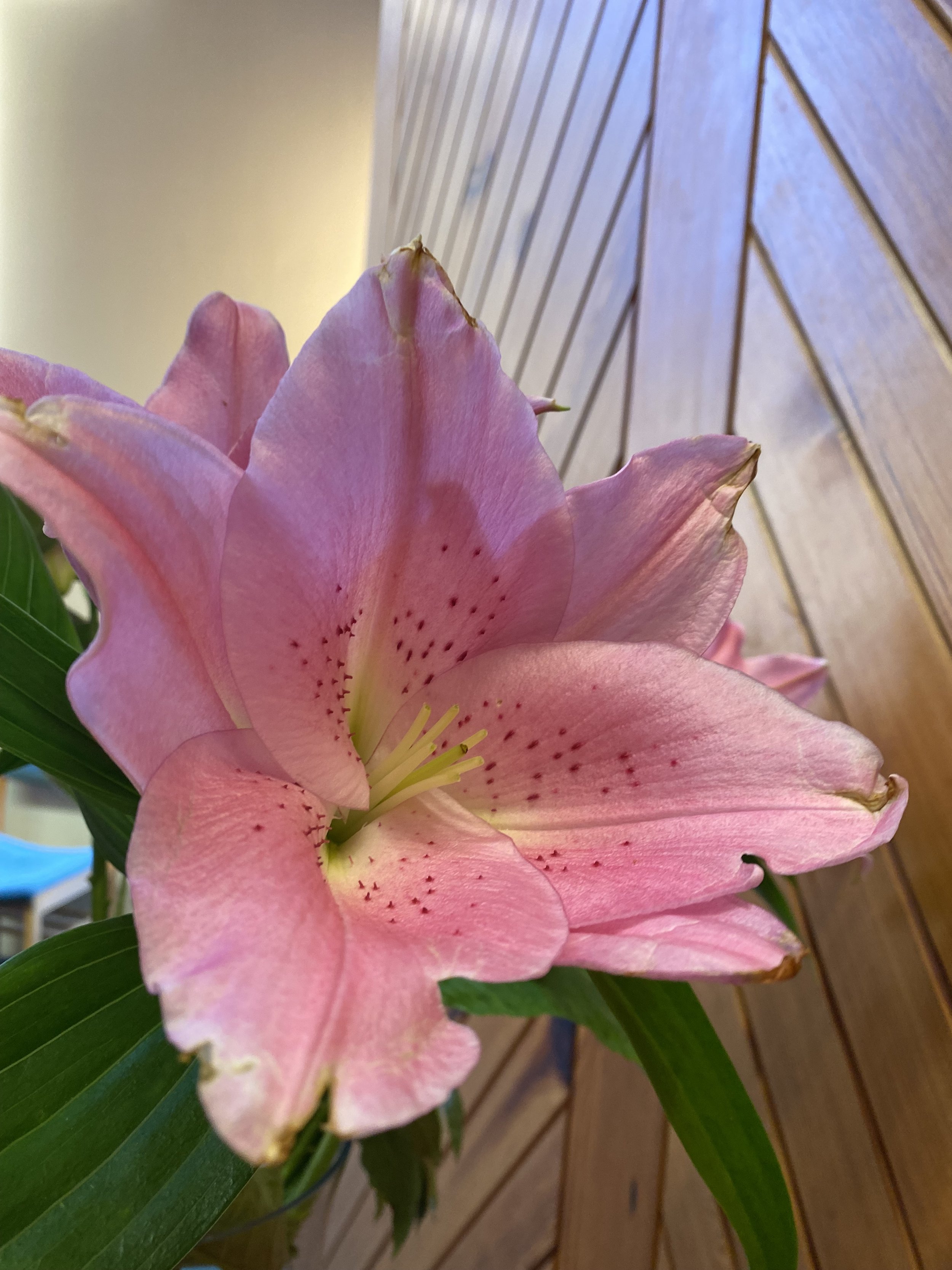 IMG_5088.jpeg