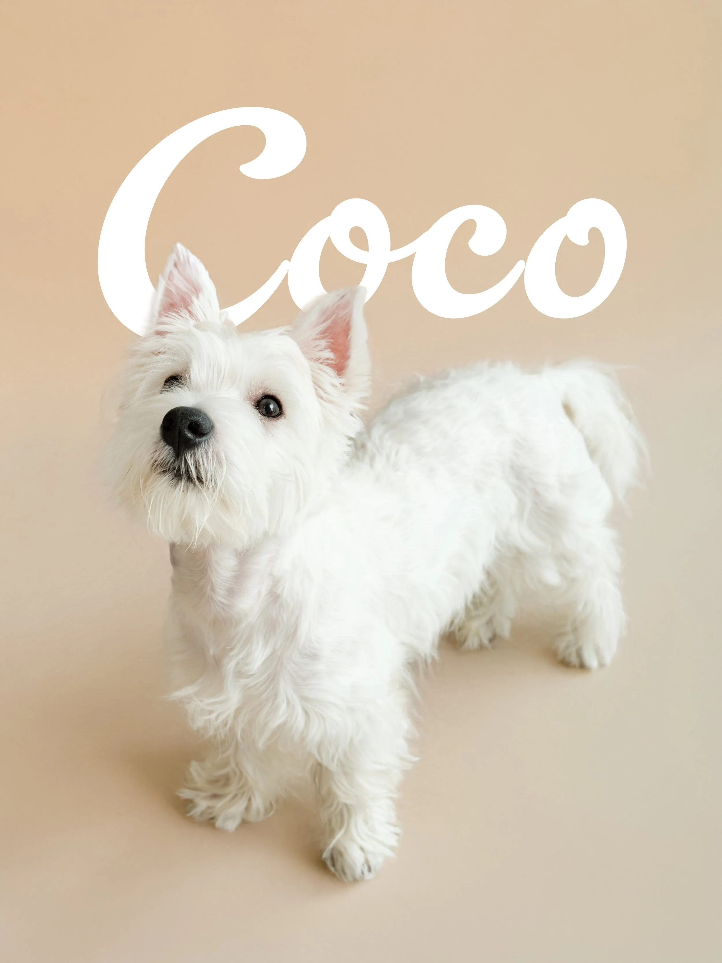 COCO INSTA 3 copy.jpg