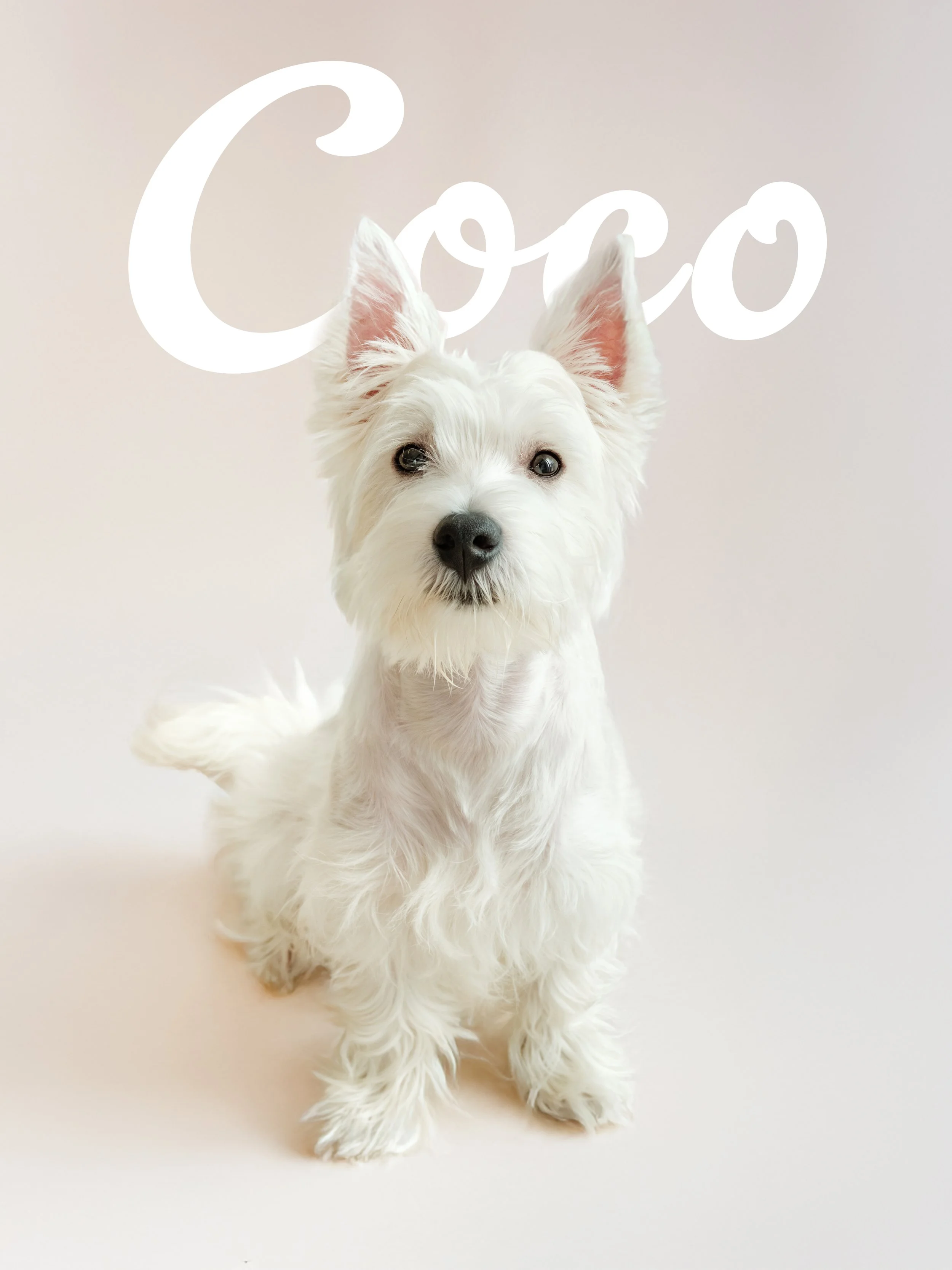 COCO INSTA 4 copy.jpg