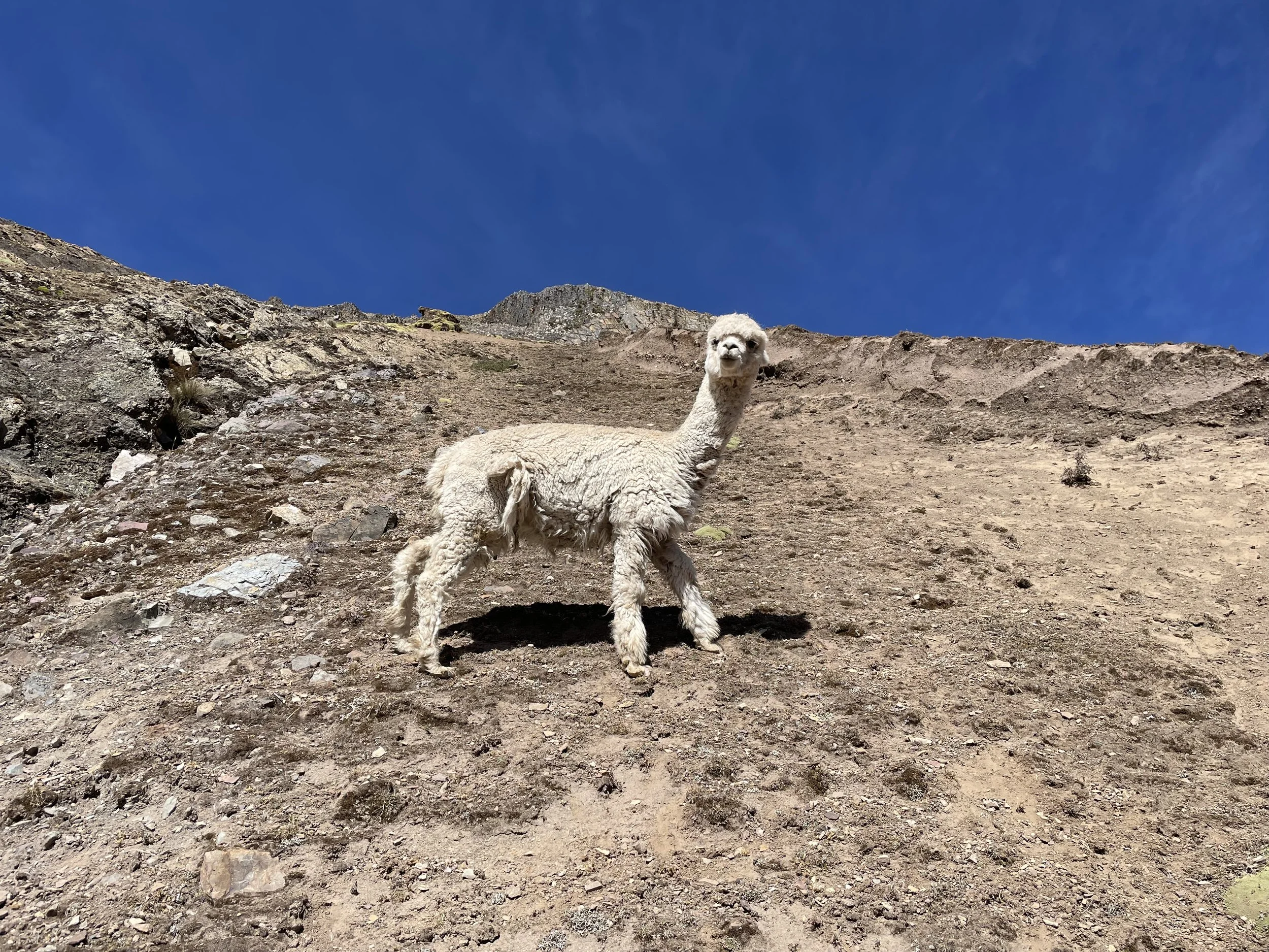 IMG_3804.jpeg