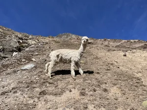 IMG_3804.jpeg