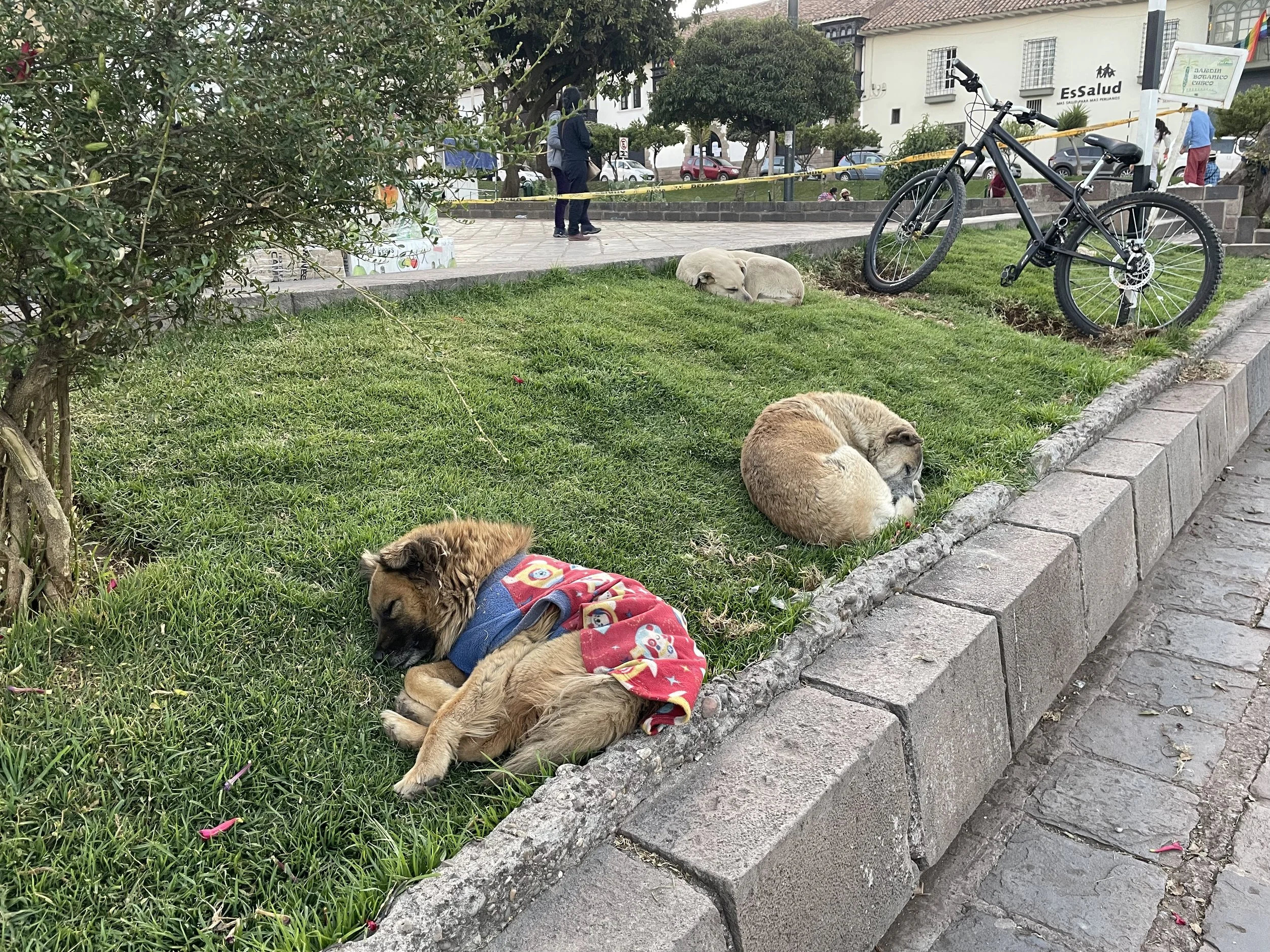 IMG_3802.jpeg