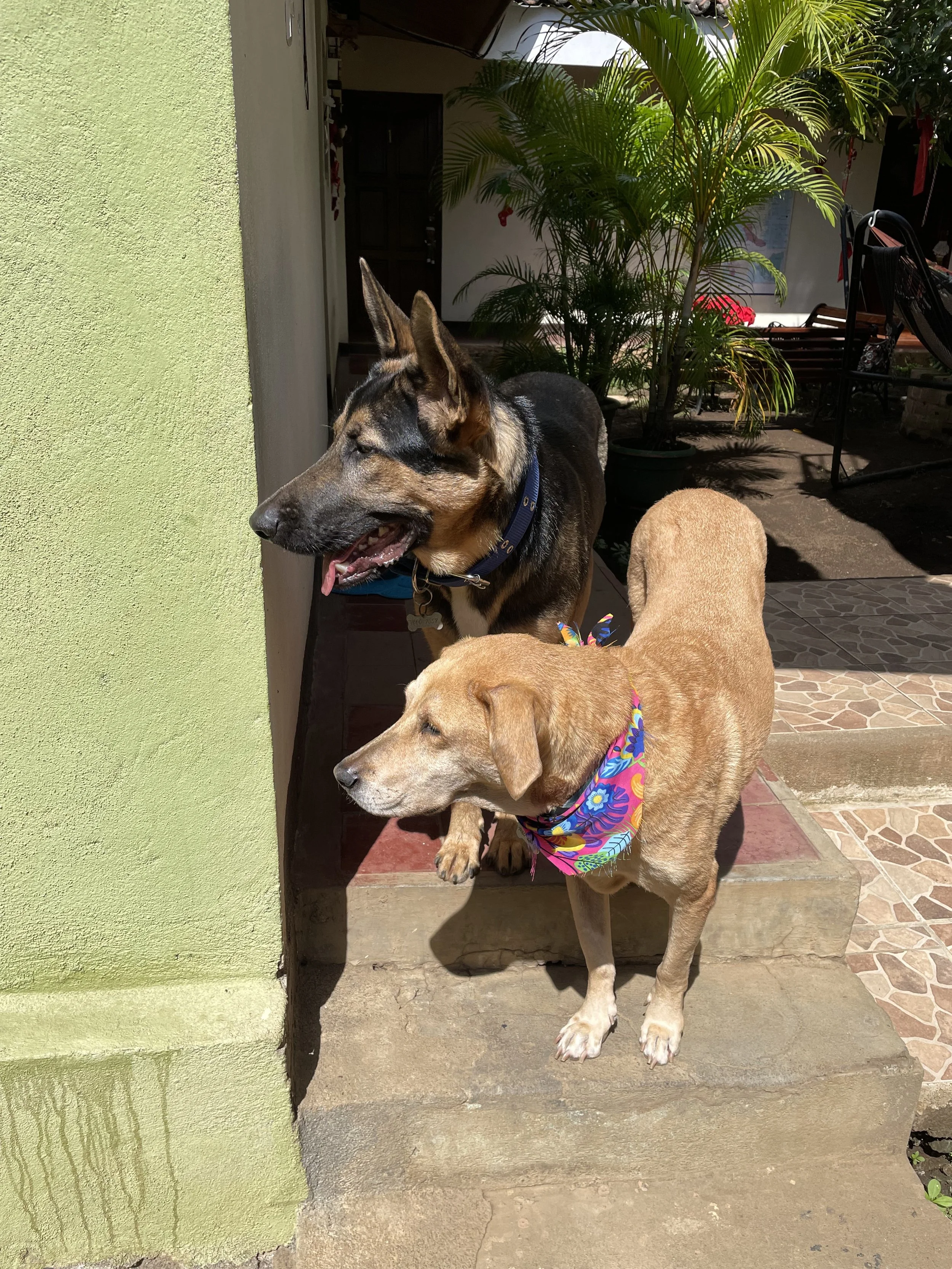 IMG_1108.jpeg