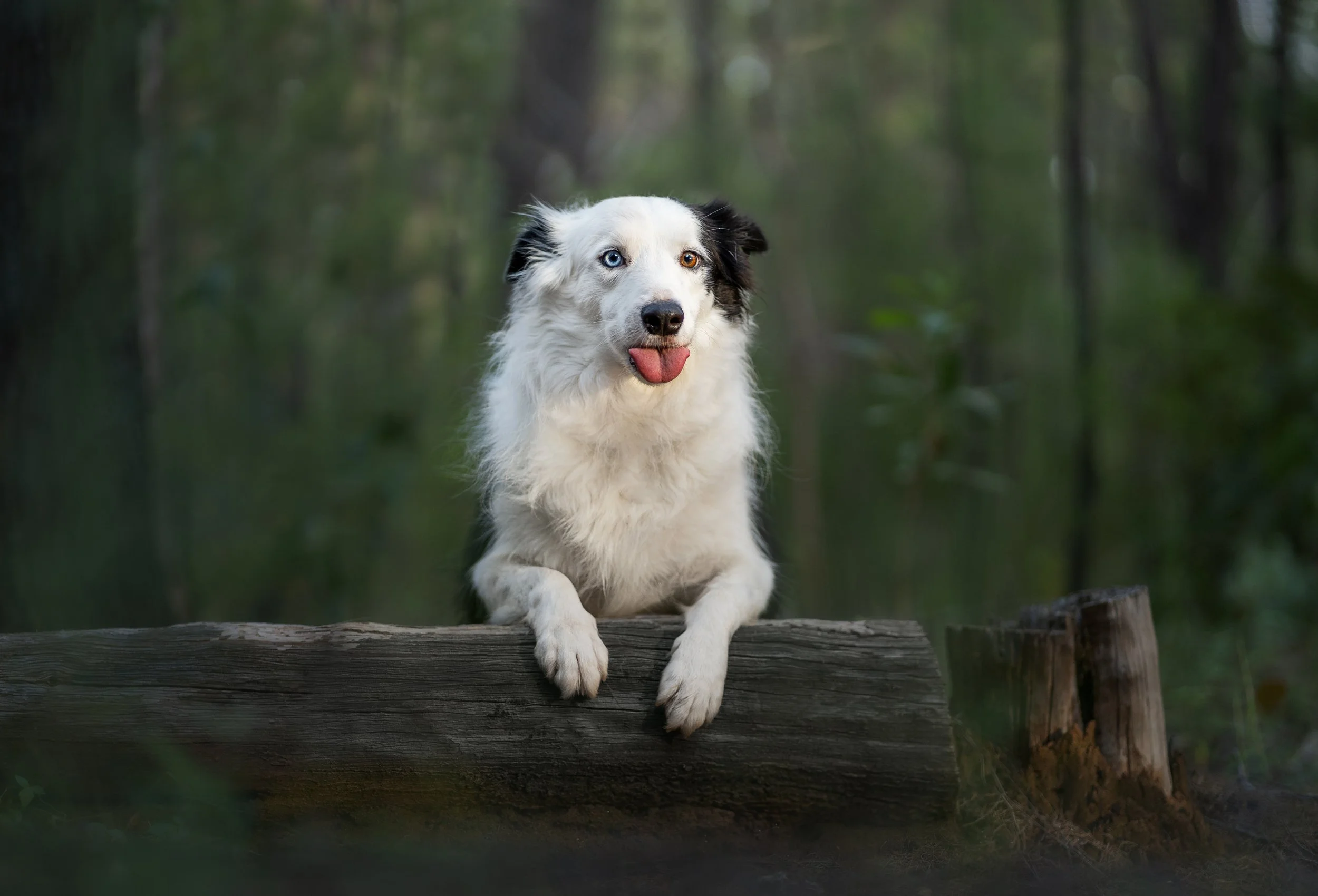 Border Collie dog with heterochromia resting on a log in a forest.