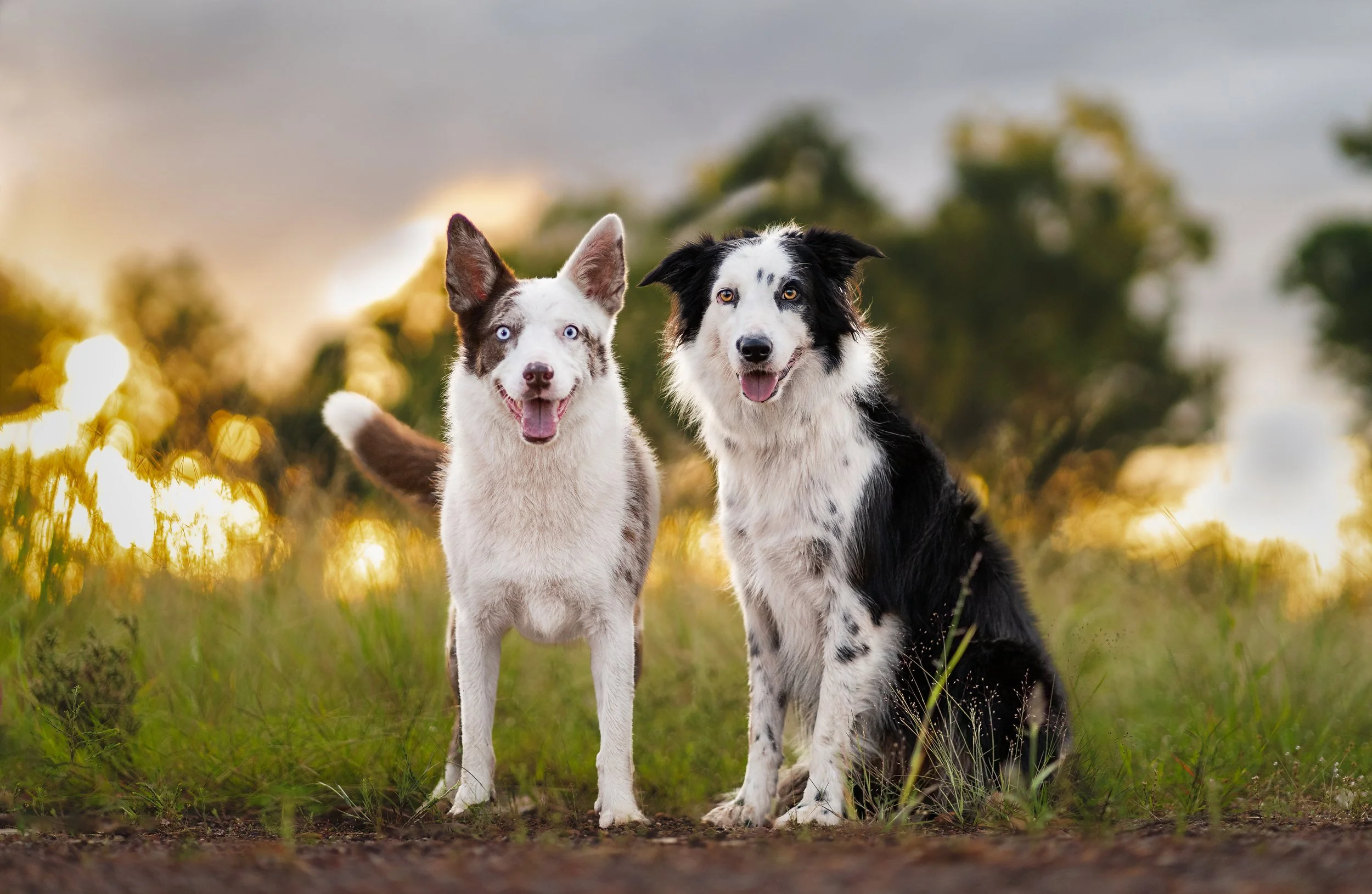 Two dogs, a brown and white and a black and white, standing on grass with a blurred sunset background.