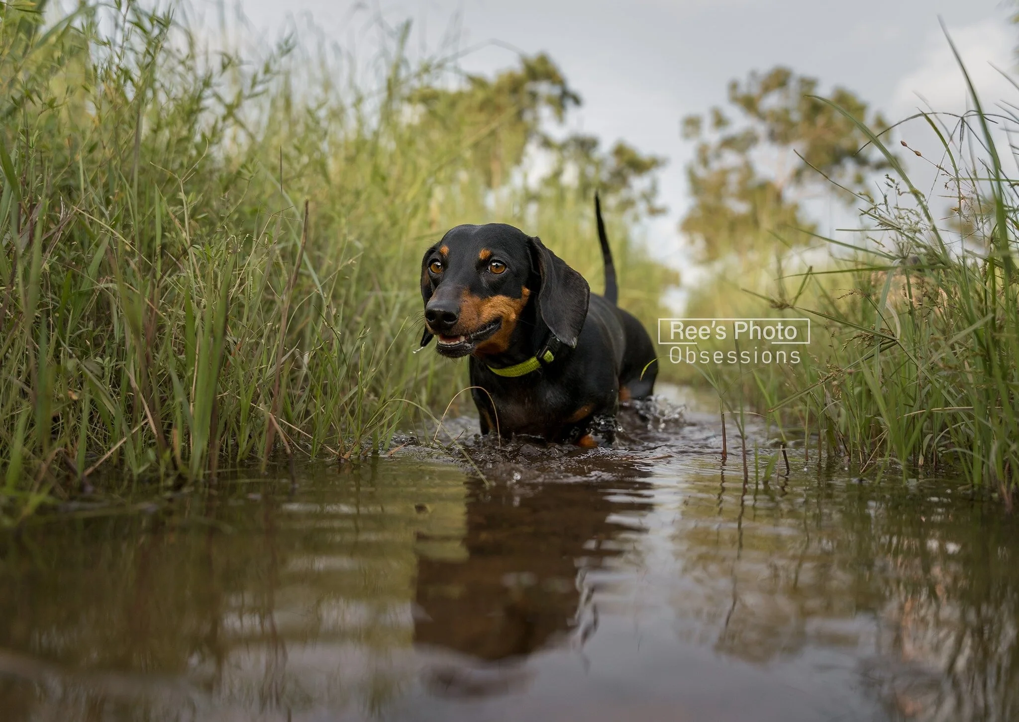 The 2023 Embark Photo challenge has started!
I am looking for DOG MODELS to join me to create beautiful images for these challenges. 
There will be a theme every fortnight amounting to a total of 12 challenges!
These sessions will take place in Da