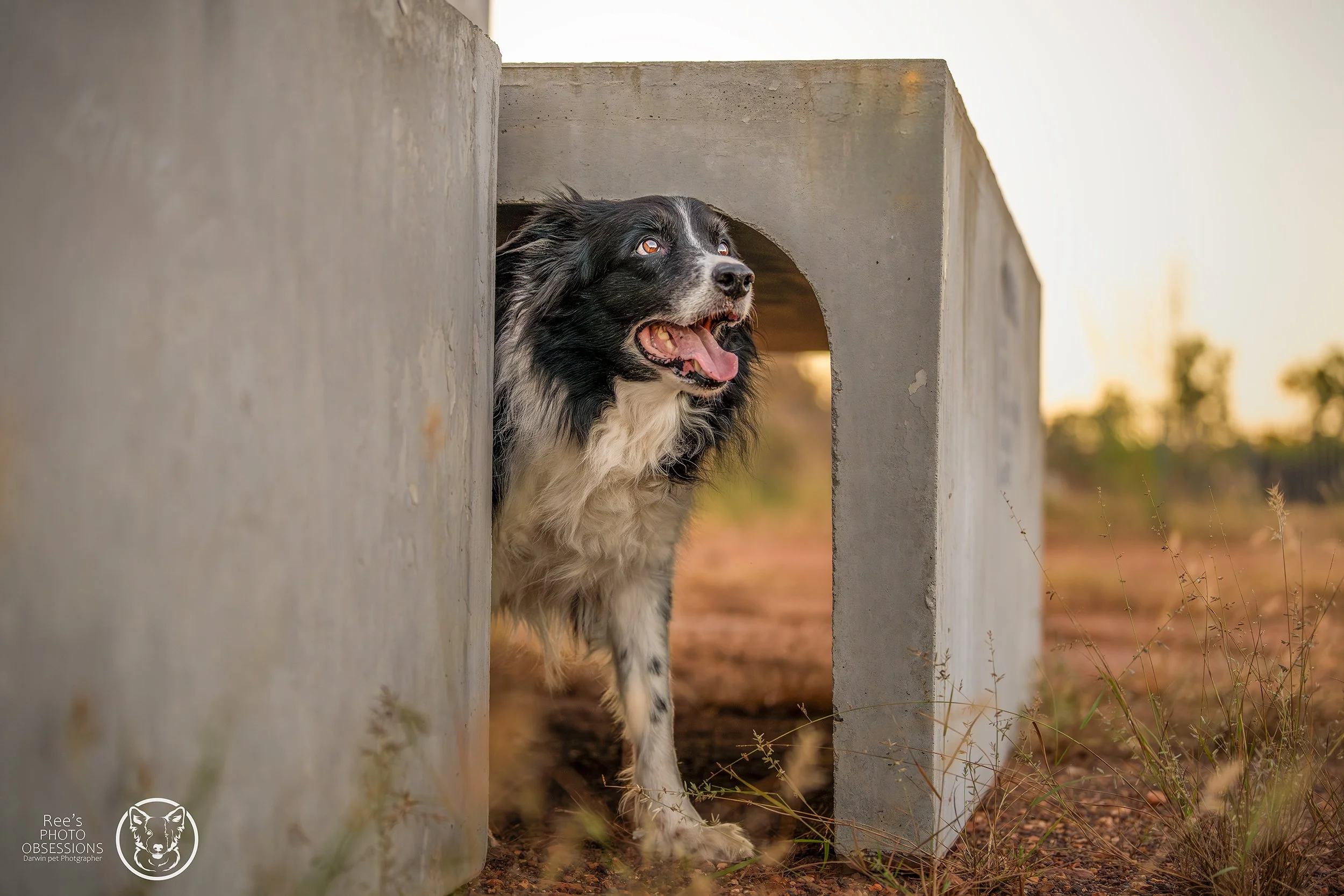 How to Prepare for Your Dog Photography Session (Without Stressing Yourself or Your Dog)