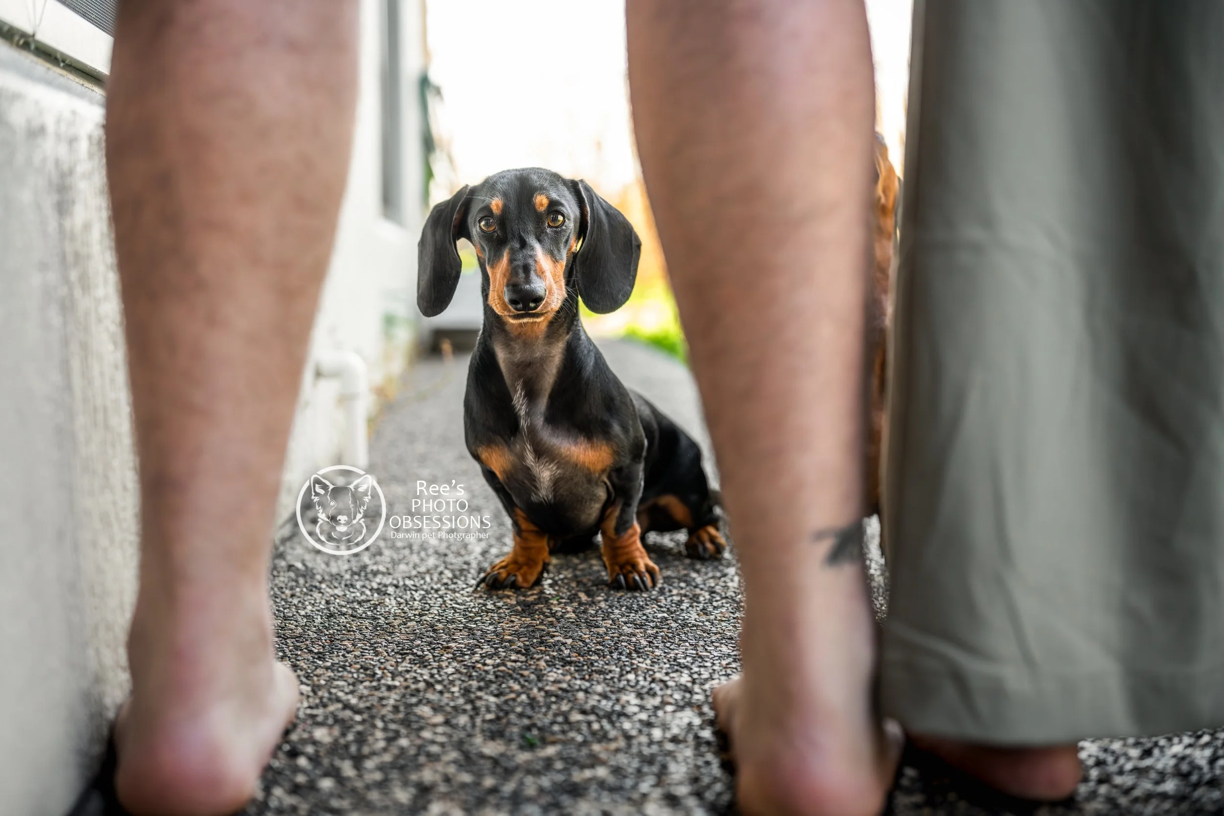 Make the Moments That Matter: Two Practical Ways to Honour Your Dog This Year