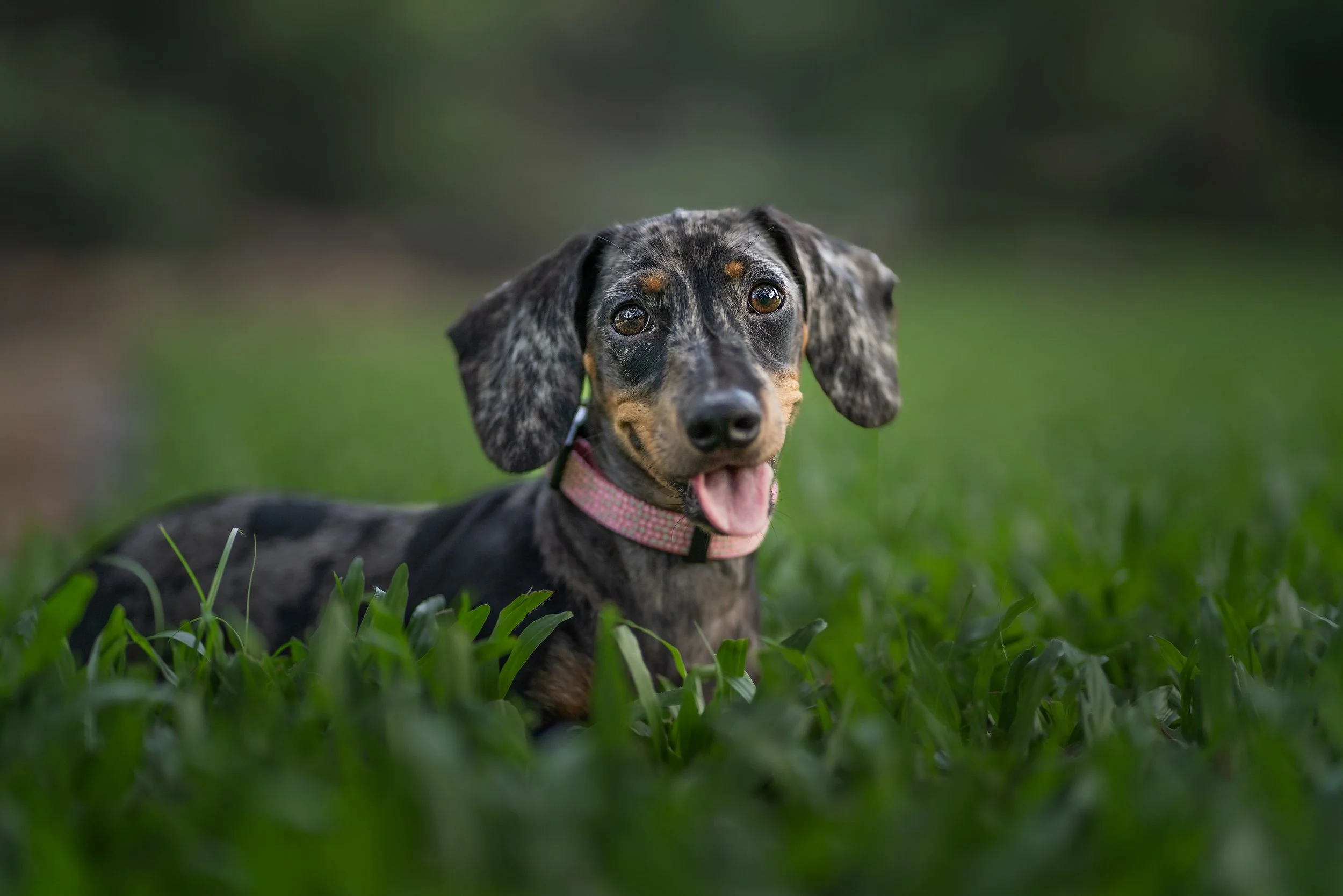 Gray and black dachshund with a pink collar lying in green grass.
