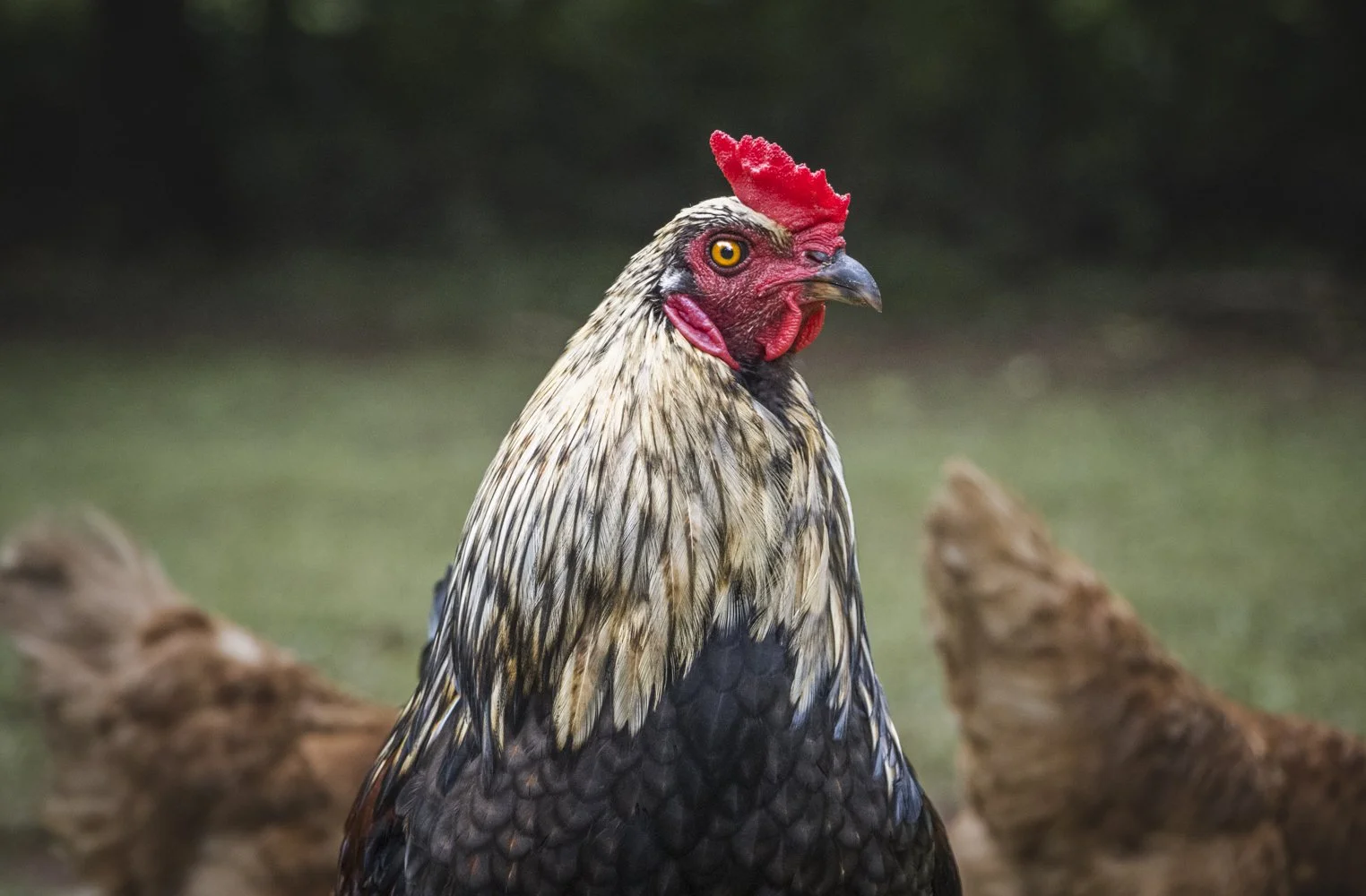 Close-up of a rooster with hens in the background in a grassy area.